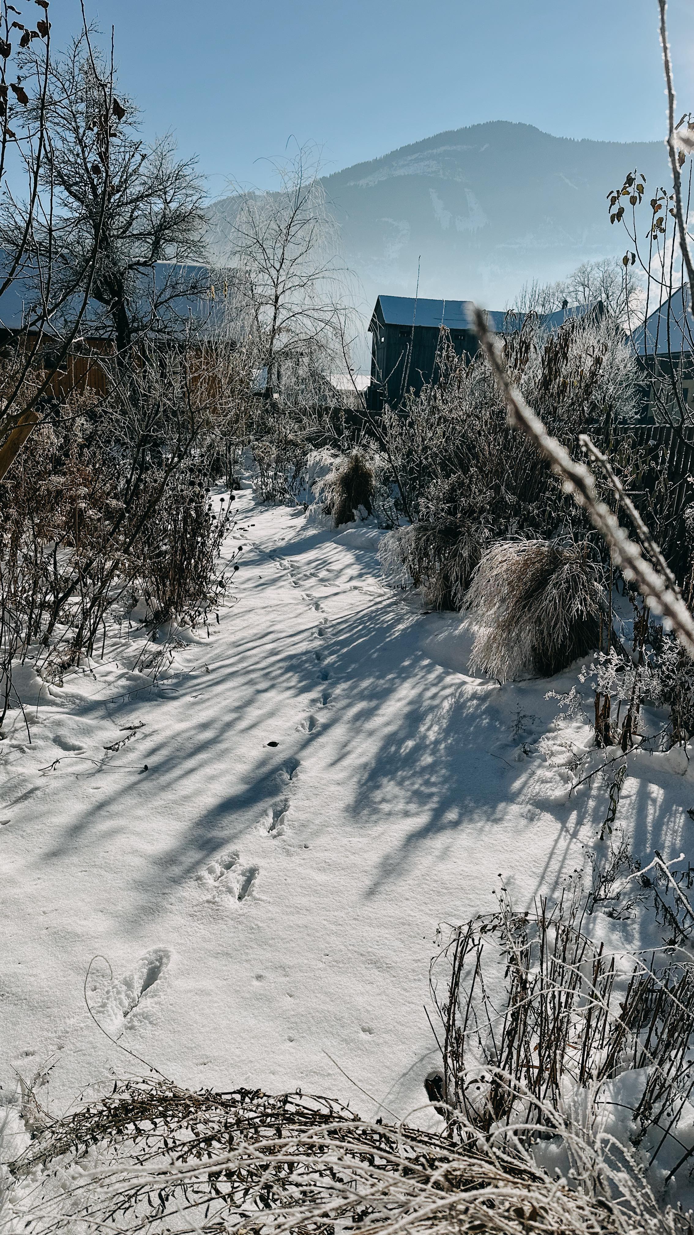 Ach wie schön sind diese frostigen Wintertage - und wie schön sind die Stauden zu dieser Jahreszeit. Einmal ein Beweis dafür, dass es nicht der cleane, zusammengeräumte Garten, sondern ein natürlicher Lebensraum sein darf (und muss).
#blumendieanmorgendenken #wintergarden #stauden #naturgarten #naturalgardening #frost #snow #slowflowerbewegung #lebensraum