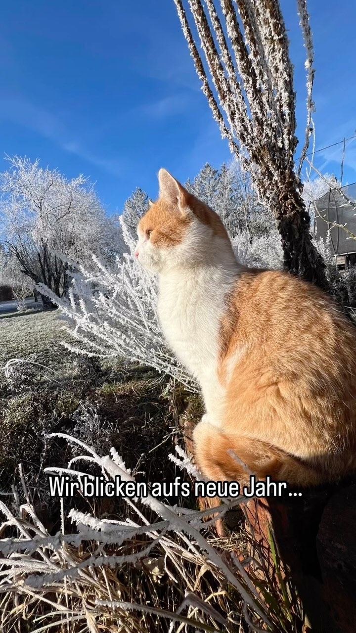 Wir sagen DANKE für das Jahr 2024 mit dir und freuen uns darauf im Neuen Jahr 2025 viele schöne Momente am Edhof mit dir zu teilen!🍀🐄🐓🦆🐐🐈🍀
#silvester #neujahr #danke #freude #gedanken