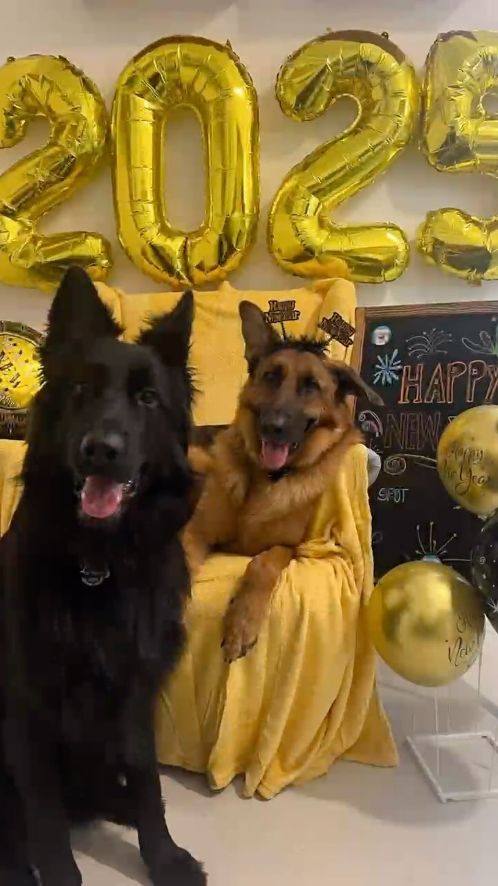 What an insane year it has been SPOT! 🩵 fam, but all said and done, so much to be grateful for! We are so thankful for all your support which allows us to do what we love!
To more amazing memories and surprises in 2025 🍾
We wish you a very happy new year 🎊, from our family to yours!
Much Love,
Team SPOT! 🩵✨
#dubaidogs #dogsindubai #dubai #mydubai #dogs #nyc #hellofromspot #boarding #grooming #welovedogs #dogsofdubai #dubaidog #doggieboarding #doggiedaycare #doggieboarding #dogdaycare #dogdays #uaedogs #dxbdogs #everydayawesome #adoptdontshop #pethealth #petnutrition #happypup #suspect