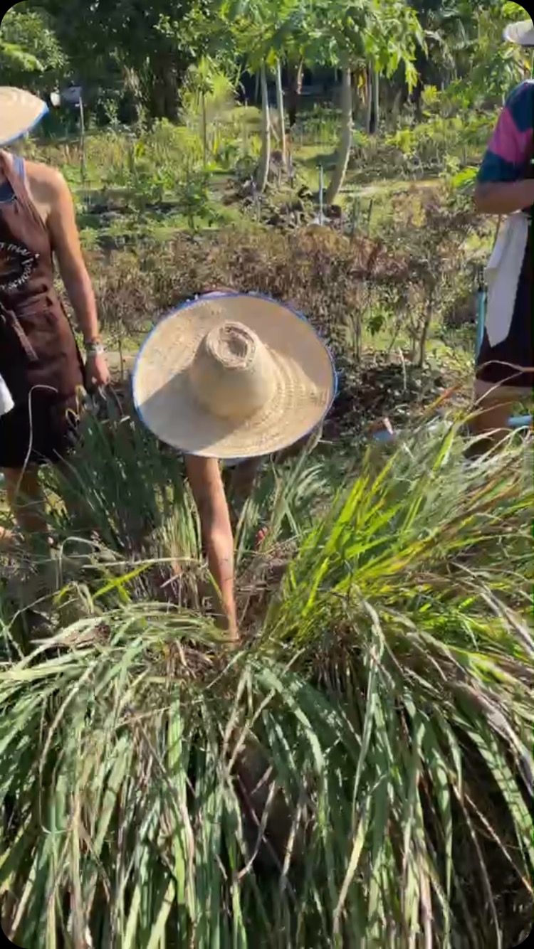 Form farm to table 🌿
Cooking thai food and learning how to cook and select ingredients with us
#thai #chiangmai #cooking #thebestthaicooking #thaifood #cookibgclass#thaicooking