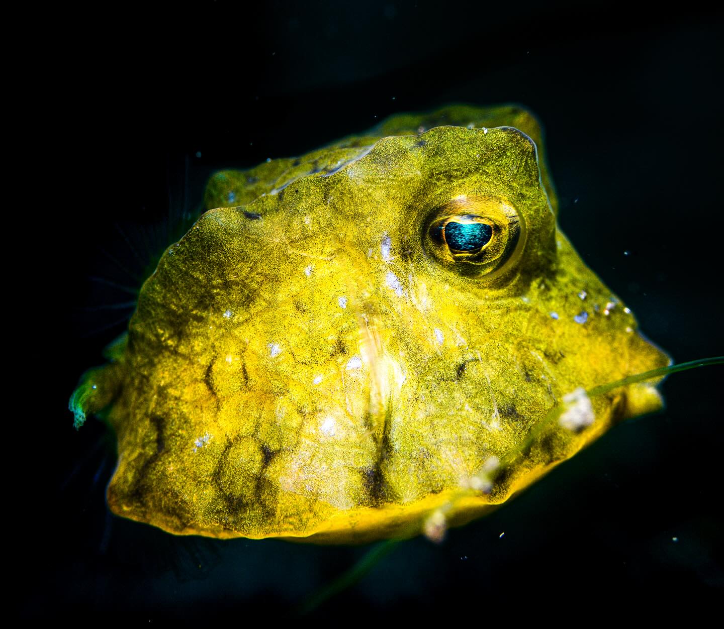 Squeee!
yellow box fish are definitely on the podium for the cutest fish in the sea
#uwphoto #scubapic #tulambenmacro