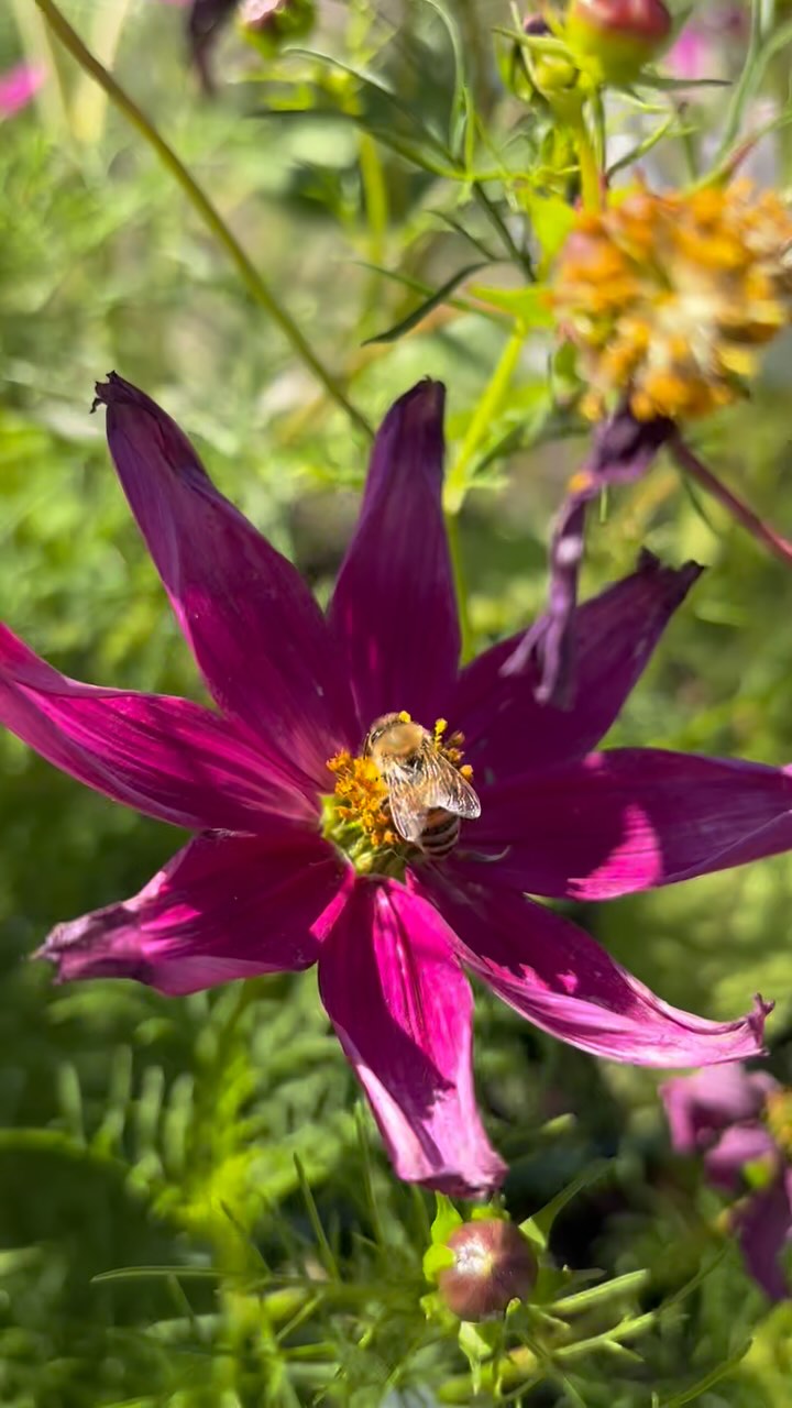 Thank you all for supporting us this season, we are so grateful for such an amazing community.
Cheers to another year of your local FarmHers growing the soil, Happy New Year!!🍅