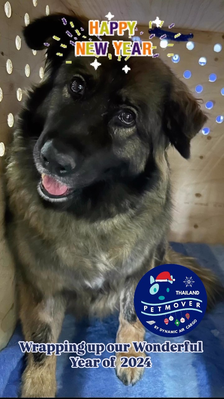 🎉 HAPPY NEW YEAR 2025 🥳
——————————————————
🐶 Thailand Pet Mover
🐱 Where Pet Lover Meets Pet Mover
🐰 Inquire via LINE: @thailandpetmover
🐯 Or Email: service@dynamicaircargo.com
🐹 Our DMs are not monitored
🐷 A trade mark service managed by Dynamic Air Cargo, a member of IPATA and IATA.
——————————————————
Please make sure you contact direct to our customer service team