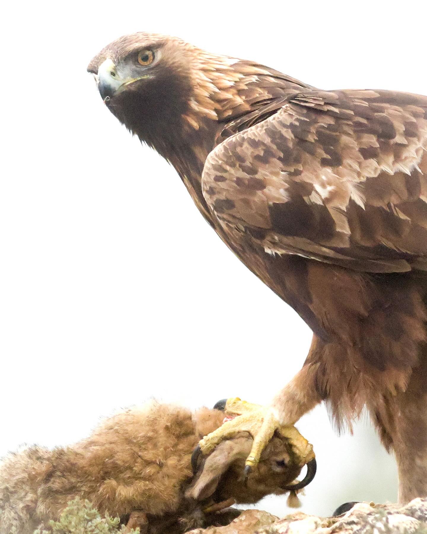 A regal Golden Eagle from my current Raptors Of The Pyrenees photo tour in Spain š¦
šŖšø Patience pays off. Sometimes we have to wait a while for these shy birds to show, but after just an hour of chilly waiting in a mountain hide, this stunning male swooped in, claiming its meal. Shot high-key / overexposed to enhance its rich golden tones - something Iāve encouraged guests to experiment with on many a recent tour.
#goldeneagle #birdsofprey #rotptour #wildlifephotography #raptorsofthepyrenees #naturelovers #eagleeye #birdbrilliance #highkeyphotography #majesticnature #wildandfree #aguilareal #lleida #avesdeespaƱa