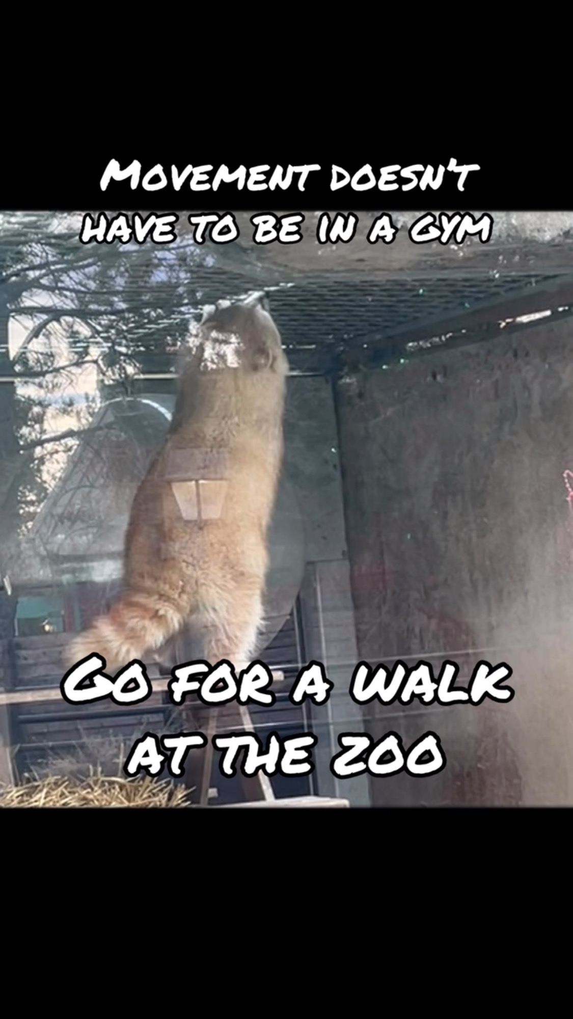 Movement doesn’t have to mean hitting the gym! 🏃♀️ I recently got my daily movement in walking around the zoo 🦓🦒, enjoying adorable animals, and tackling some hills. 🏞️
Disneyland is another fun way to stay active while making memories. 🎢✨
Looking for other cheaper ideas? Try:
🌳 Strolling through a park
🌻 Visiting a farmers market
🚴♀️ A bike ride with a view
🍂 Exploring a local trail
🎶 Dance
What’s your favorite way to stay active outside of the gym?
Drop it in the comments and let’s inspire each other! 🩷
#MoveYourBody #ActiveLifestyle #WellnessJourney