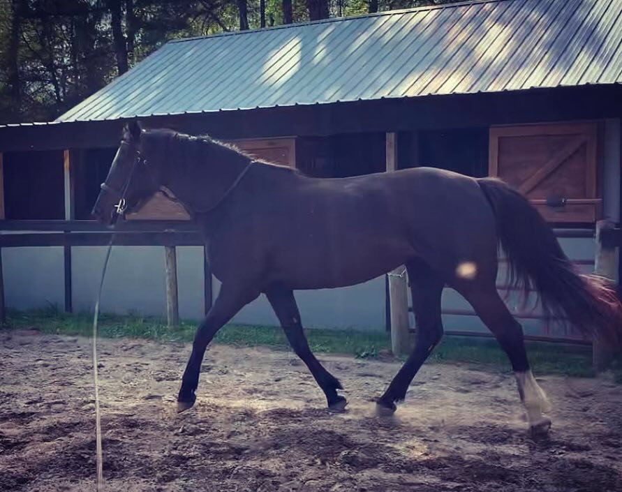 Luna’s progression over the years starting back in the spring of 2020 ❤️
I got Luna as a 4 year old back in 2019 who was finishing up rehab from a ddft tear. I took a bet on her and just wanted to see how far we could go in her development.
It has all been slow and steady, with lots of ground work and work in hand, and very basic fundamentals in work under saddle to ensure that she was developing proper self carriage. We would only progress forward when I was given all of the green lights to do so, both physically and emotionally. And of course this would change day to day which meant sometimes we went back to the beginning or back to basics to continue to progress.
I love her to death and she is a gorgeous mare with a huge heart, but she has never been a naturally talented mover. Being part draft, she often was more than happy not really engaging her hind end and just pulling and plodding along with her front end. And so I cannot stress enough just how much work and time went into getting her to where she is now. Where I can look out in the pasture and see her moving in lightness on her own accord. Seeing this puts even more faith in my work as it is now not only beneficial for work under saddle, but it has improved her own carriage and movement outside of anything that we do. Riding should always add to their life, and never take anything away ❤️
#dressage #classicaldressage #progress #pocequestrian