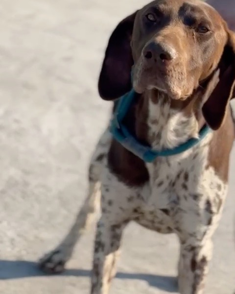 ❤Kay❤
Kay is doing very well.
He has found his place in the shelter. He likes to be around people but is also very active and likes to play with the other dogs.
He is still available for adoption! If you want to support the dogs and us, you can do so
on the website:
https://www.gsprescuehr.com/donate
Via bank:
Bank account number: NL28 ABNA 0120 6554 46 Swift: ABNANL2
In the name of: Stichting GSP Rescue HR
Via Paypal
PayPal: gsprescuehr@gmail.com
#dontshopadopt#gspoftheday #gspcommunity#germanshorthairedpointerlovers #germanshorthairedpointerlovers #pointerlovers #gspcommunity #pointerlove #germanshorthairedpointer #birddog #pointersofinstagram #gsprescue #gspworld #gsp #gsplife #gsploverig #gsplovers #gspsofinstagram #gspuniverse @lydia_lidach #rescuedog #rescuedogsofinstagram #rescuedismyfavoritebreed#deutschkurzhaar