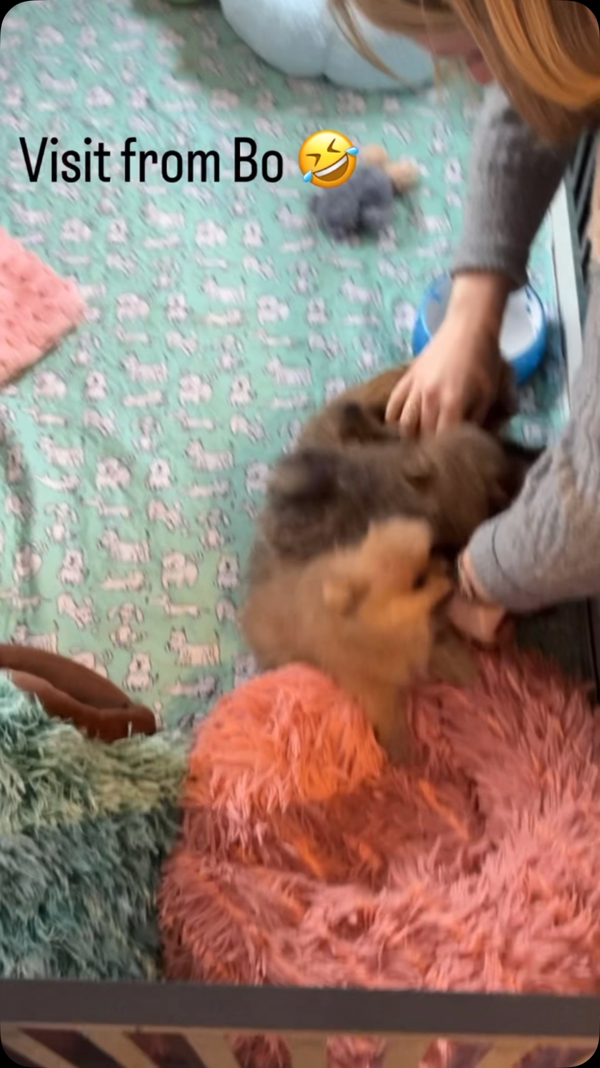 Enthusiastic puppies 🤣#pomeranians #pomeranianpuppy #pomeranianboy #pomeraniangirl #cutedogs #cutepomeranians #puppies #puppylife #fluffy #fluffydog #fluffypuppy #coat #doublecoat #puppyboy #puppygram #puppygirl