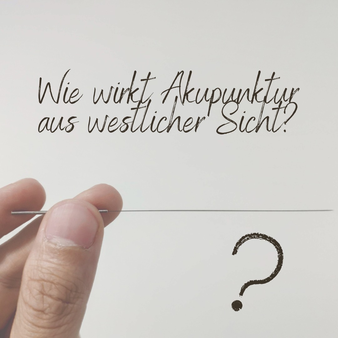🧠 Wie wirkt Akupunktur aus westlicher Sicht?
Akupunktur ist mehr als Nadeln – sie beeinflusst gezielt Nervenbahnen, Hormone und das Immunsystem. 💡✨
🧬 1. Wirkung auf Nervenbahnen (Neurophysiologie):
Akupunkturnadeln stimulieren afferente Nervenfasern (Aδ- und C-Fasern) in Haut und Muskulatur. Diese Reize werden über das Rückenmark (Hinterhorn) ins Gehirn weitergeleitet, wo:
✅ Die Schmerzleitung gehemmt wird (Gate-Control-Theorie)
✅ Endorphine, Enkephaline und Dynorphine (körpereigene Opioide) ausgeschüttet werden – natürliche Schmerzmittel 💪
💞 2. Stressabbau durch Regulation
des autonomen Nervensystems:
Akupunktur beeinflusst den Hypothalamus-Hypophysen-Nebennieren-Achse (HPA-Achse):
✅ Reduziert die Ausschüttung von Cortisol (Stresshormon)
✅ Aktiviert den Parasympathikus, senkt Puls und Blutdruck
➡️ Ergebnis: Mehr innere Ruhe, besserer Schlaf 🧘
🩸 3. Entzündungshemmung & Förderung der Mikrozirkulation:
Durch die Reizung setzt der Körper Stickstoffmonoxid (NO) frei, was die Gefässe erweitert und die Durchblutung verbessert.
Gleichzeitig werden entzündungshemmende Zytokine (z. B. Interleukin-10) freigesetzt. 🩸
➡️ Ideal bei Sehnenentzündungen, Arthritis oder Faszienproblemen.
🧠 4. Wirkung auf das zentrale Nervensystem (CNS):
Akupunktur beeinflusst direkt:
Limbisches System (Emotionen, Stressbewältigung)
Hypothalamus (Hormonsteuerung)
Raphe-Kerne (Serotoninproduktion für Schmerz und Stimmung)
➡️ Mehr Dopamin und Serotonin – besseres Wohlbefinden, weniger Schmerzen, stabilere Psyche. 😊
🧪 5. Immunmodulation:
Aktivierung von T-Zellen und natürlichen Killerzellen (wichtige Abwehrzellen)
Ausgleich von entzündungsfördernden (IL-6, TNF-α) und entzündungshemmenden (IL-10) Botenstoffen
➡️ Unterstützt das Immunsystem, z. B. bei chronischen Schmerzen, Allergien und Autoimmunerkrankungen 🌿
#Akupunktur #Schmerztherapie #GanzheitlicheMedizin #TCM #Neurophysiologie #Endorphine #SanusVictus #aarau #heilpraktiker #tcm #medizin #alternativmedizin #einfacherklärt #schweiz #holistischegesundheit #naturheilkunde