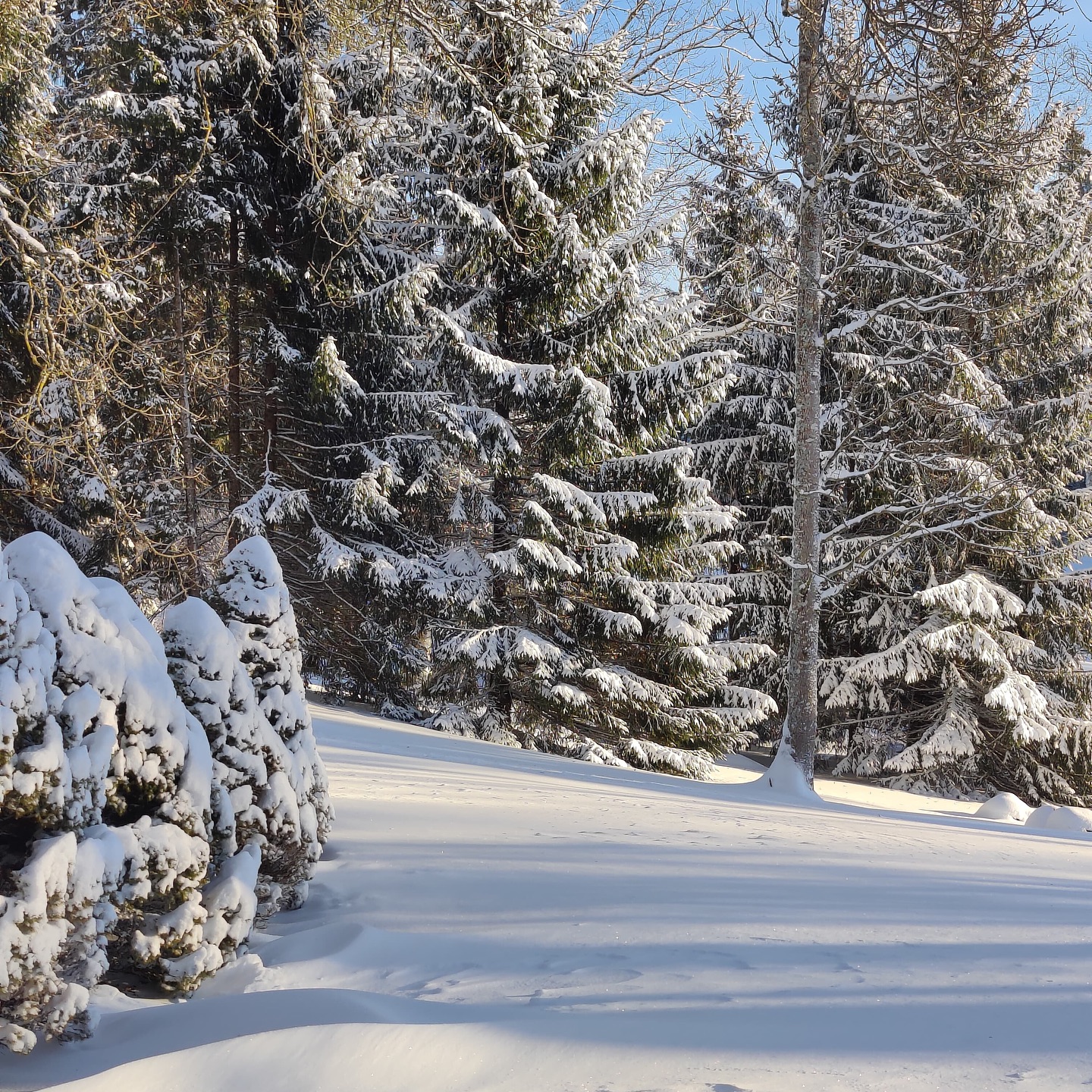 Sniegs ir nolaidies Annās un ziema ir iestājusies. Ārā skaisti kā pasakā un brīvdienas nu iegūst pavisam citu noskaņu un pieredzi - vērot meža zvērus rīta peldē baseinā, brist pastaigā caur sniegiem, pavadot bērnus uz ragavu nobraucienu, sildīties pie kamīna ar sarunām, kamēr gatavo vakariņas restorānā.
#annashotel #annashotelspa #gaujanationalpark