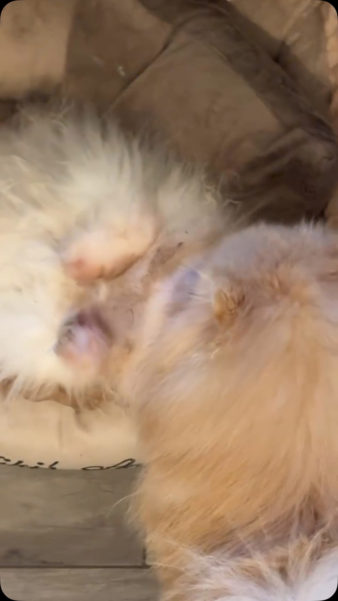 Angel en Rio♥️. Mijn senior en junior