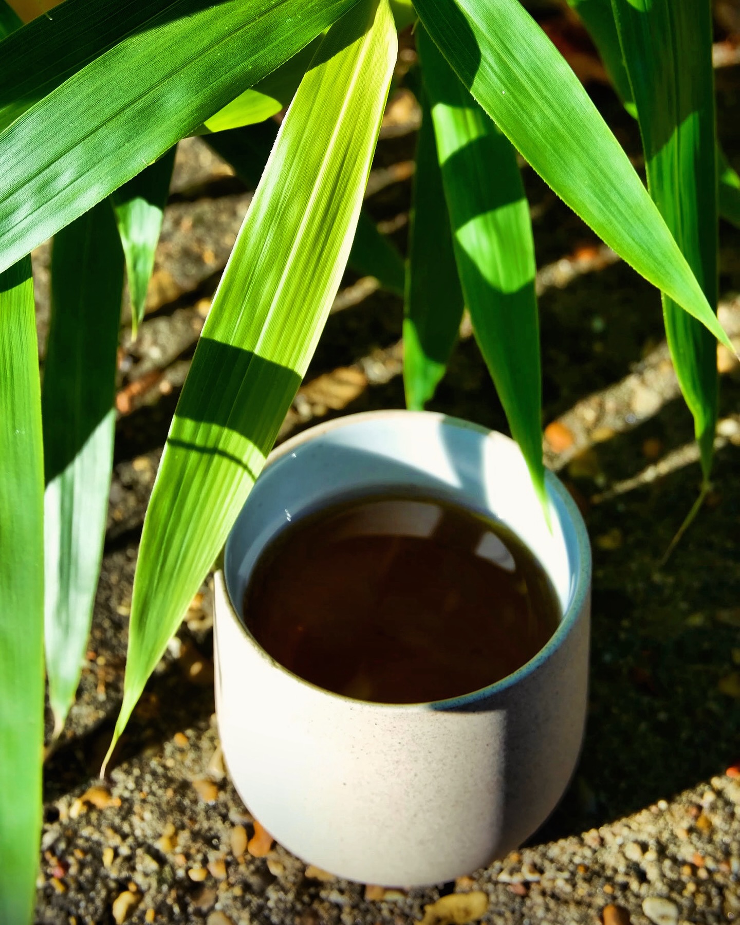 Who says Dry January can’t be delicious? Swap the wine glass for a warm cup of tea and enjoy all the benefits – calming, hydrating, and perfect for cosy winter days.
Try a soothing oolong to keep your spirits high while embracing a healthier start to the year. Here’s to mindful sips and fresh beginnings! ✨
What’s your go-to tea this January? Let us know! 🫖💚
#DryJanuary #TeaTime #MindfulSipping #FormosaTeaCo