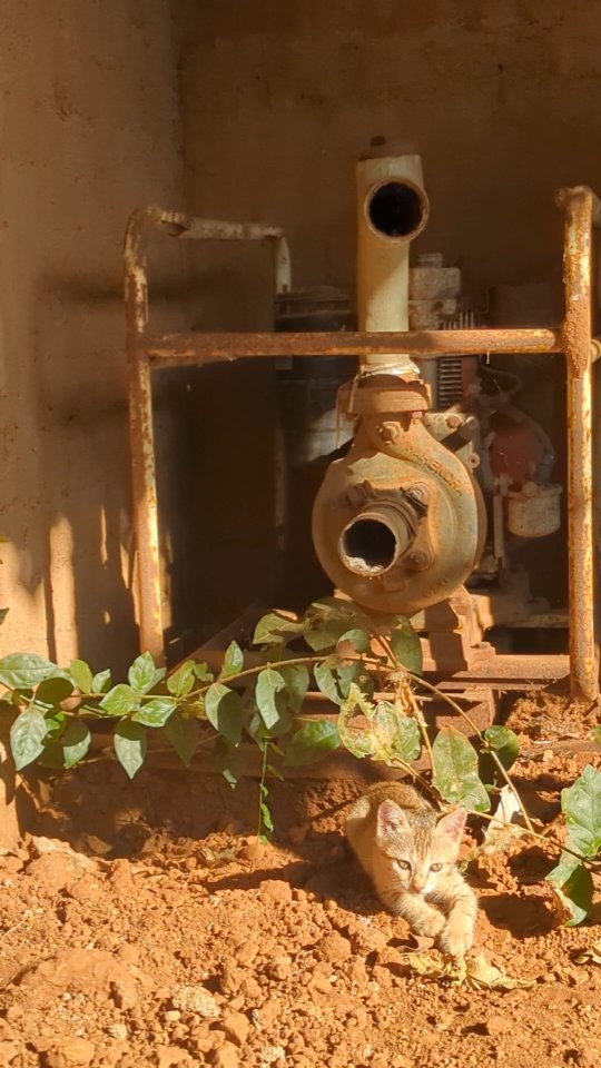 🐱
#cat #kitten #kittensofinstagram #love #pet #life #130awata