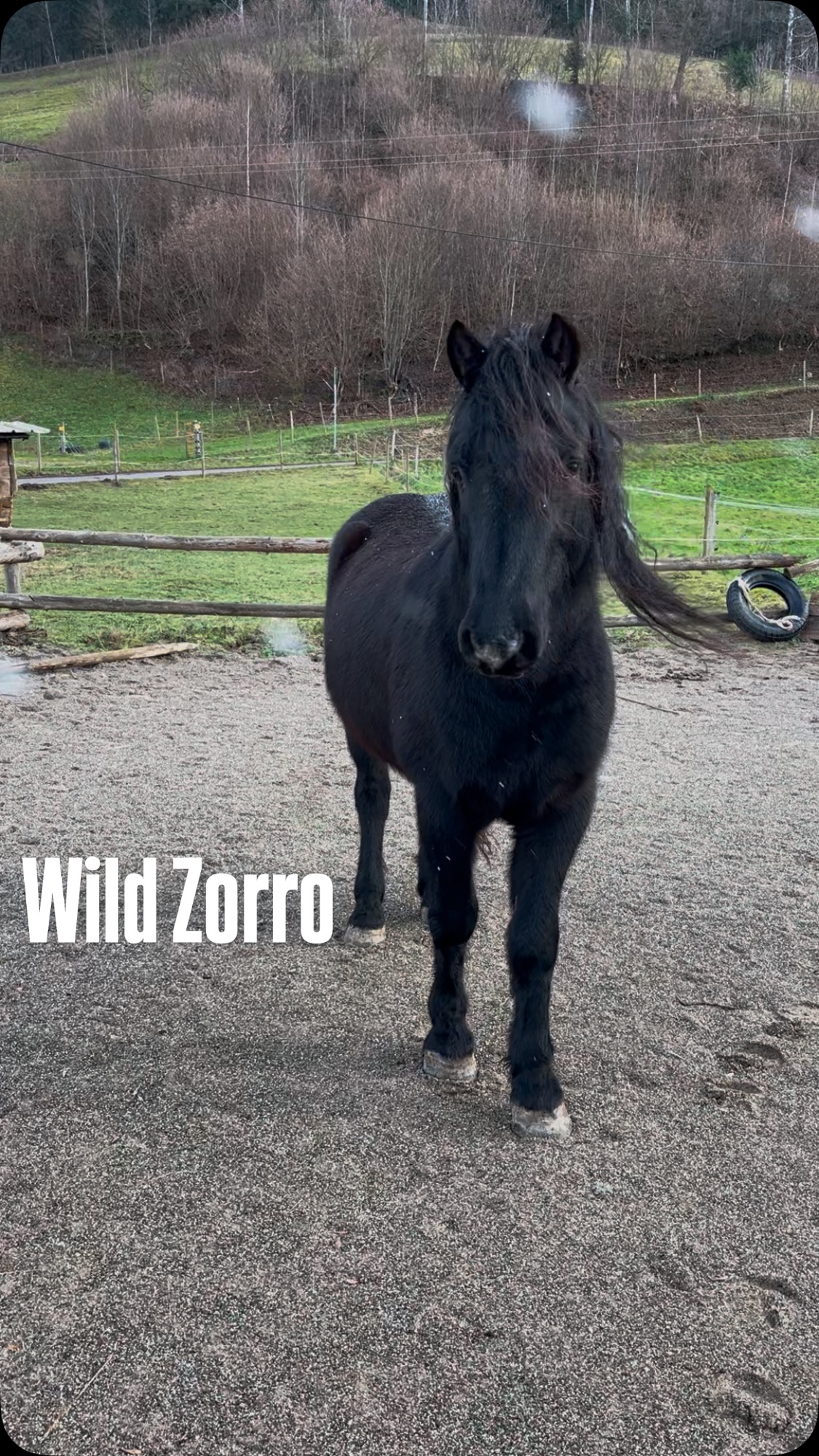 There’s not much information about what happened to Zorro before he was rescued by his owners about 2 years ago. In that time he already learned to generally like humans, how to look for connection and how to follow a human which is incredibly important. Yet, even though he will come to take cookies and maybe allow to be touched in return, he’s never relaxed and never allows to be touched on his head. The dream is that he will allow human touch, can be caught and haltered and can be led (he hasn’t had a halter on in a while but he does know how to pull away).
I won’t be able to reach all these goals in the few sessions that I can have with him this January but I will do my best to help him understand that human touch is not as scary as he thinks it is and I hope he will start trusting humans more and more. This is from his second session with me and being able to stand on his left side and allowing me to touch his lower head is already a great sign, I hope the progress keeps going the way that it started.