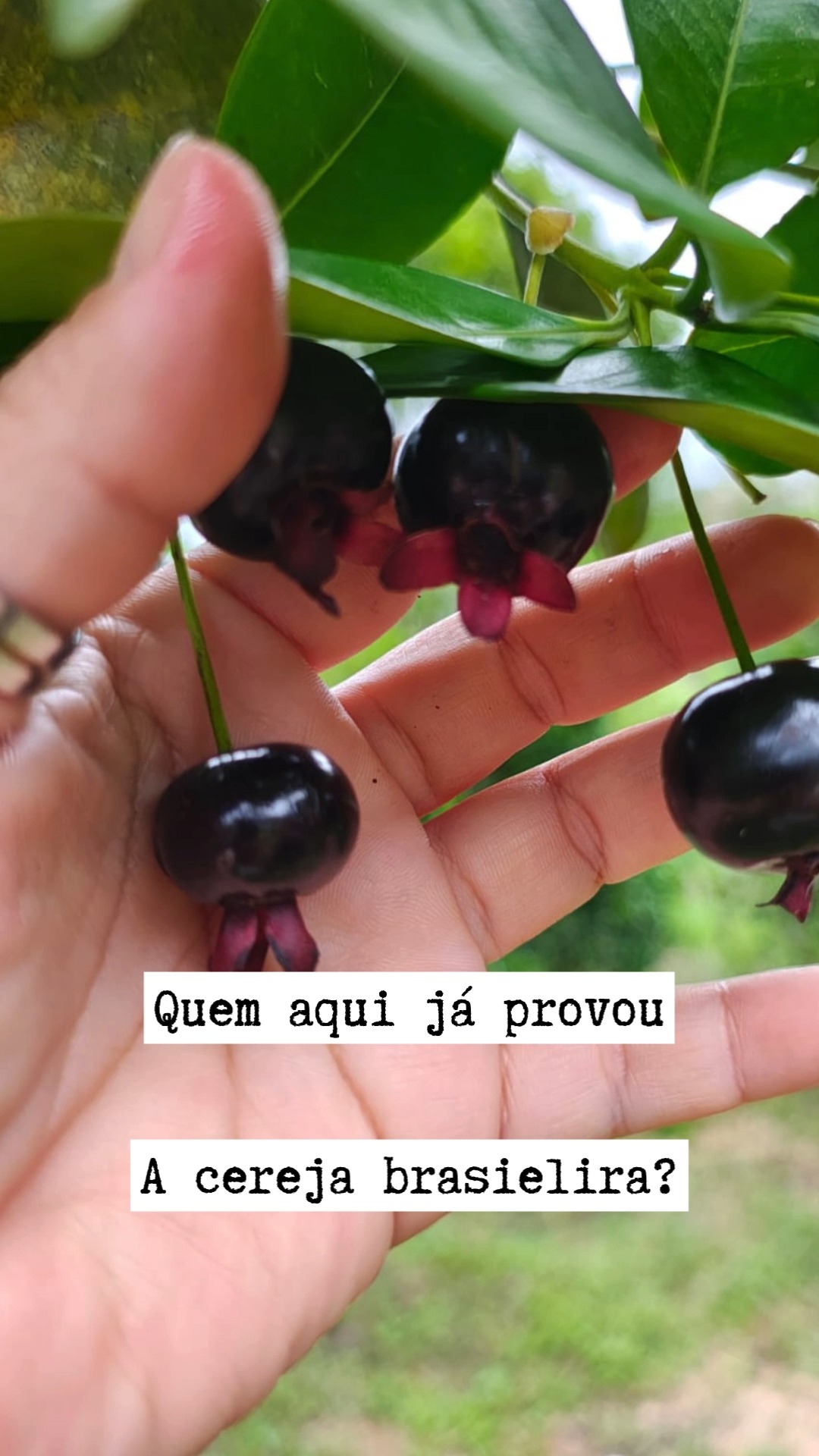 Como estava sem internet pelas chuvas, o video de Natal saiu agora :)
Mas segue a Grumixama, a cereja legitimamente brasileira :)
Boas Festas!
#grumixama #panc