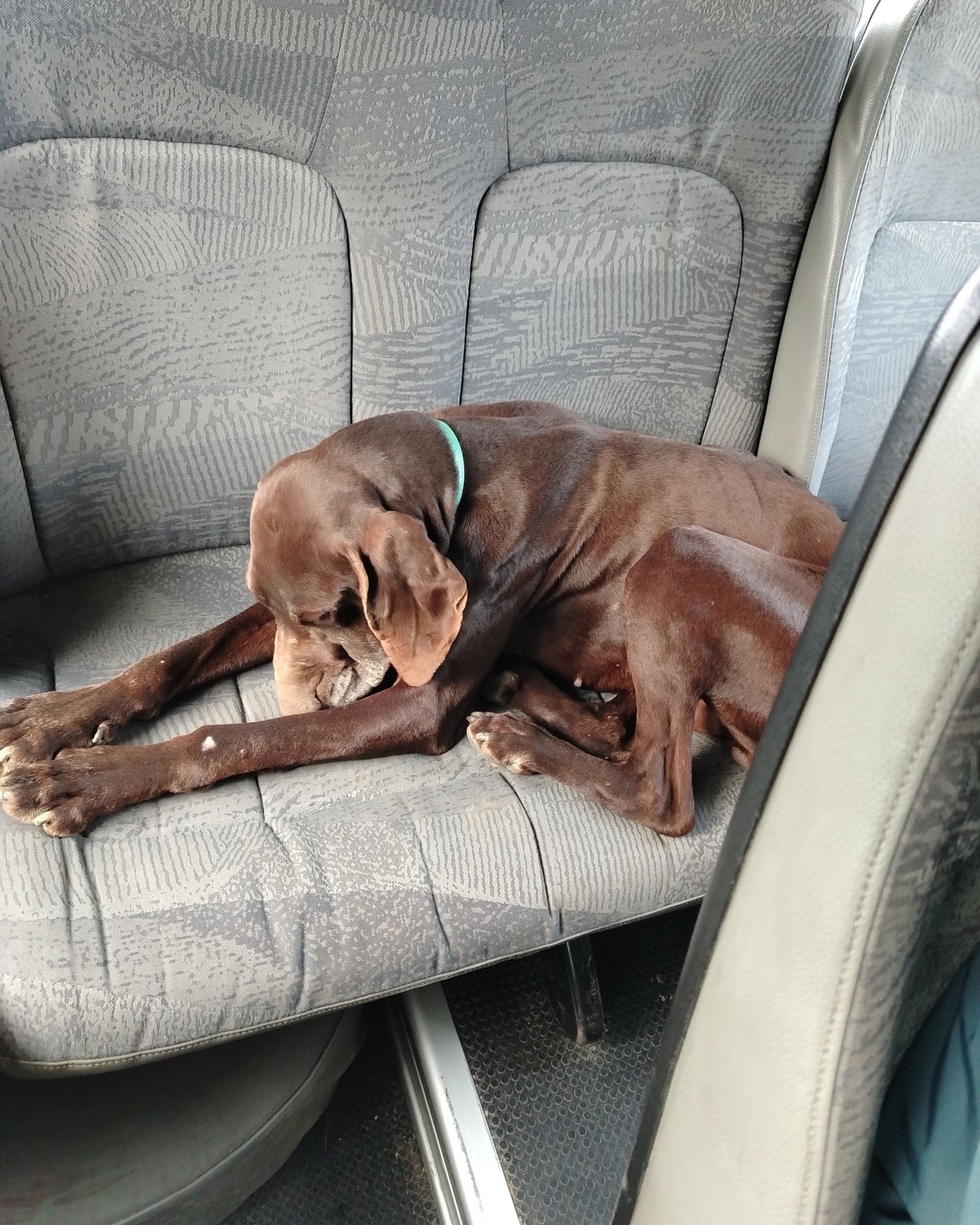 Sam
Let me introduce: Sam! Cuddly, funny and super smart. 😄
On February 8th, a post appeared about a DSK (who we now call Sam) who got into a passenger van in Belgrade. 😅 That van belonged to a driver who drove employees to their work. When the van was waiting with the door open in a parking lot, Sam thought: "I'll seize my chance!", got in and happily sat down on a chair! 😄😄😄. The driver came back, saw his special passenger, thought he was very funny and smart, but unfortunately had to put Sam out of the van again... 😔
Attracted by the smell of freshly baked bread, Sam found the garage of a bakery on the edge of that parking lot and eventually ended up at the bakery itself! That was lucky, because this friendly man finally gave him something to eat again. Together with two other dogs, this smart guy has stayed near the bakery ever since. 😄
At that moment we wanted to take Sam in, but as is often the case, no one could be found who could take him to the Pet Clinic… for the full story of Sam go to his album: https://www.facebook.com/media/set?vanity=gsprescuehr&set=a.667767382265961 If you want to support Xana and us, you can do so
via the website:
https://www.gsprescuehr.com/donate
Via bank:
Bank account number: NL28 ABNA 0120 6554 46 Swift: ABNANL2
In the name of: Stichting GSP Rescue HR
Via Paypal
PayPal: gsprescuehr@gmail.com
#dontshopadopt#gspoftheday #gspcommunity#germanshorthairedpointerlovers #germanshorthairedpointerlovers #pointerlovers #gspcommunity #pointerlove #germanshorthairedpointer #birddog #pointersofinstagram #gsprescue #gspworld #gsp #gsplife #gsploverig #gsplovers #gspsofinstagram #gspuniverse @lydia_lidach #rescuedog #rescuedogsofinstagram #rescuedismyfavoritebreed#deutschkurzhaar