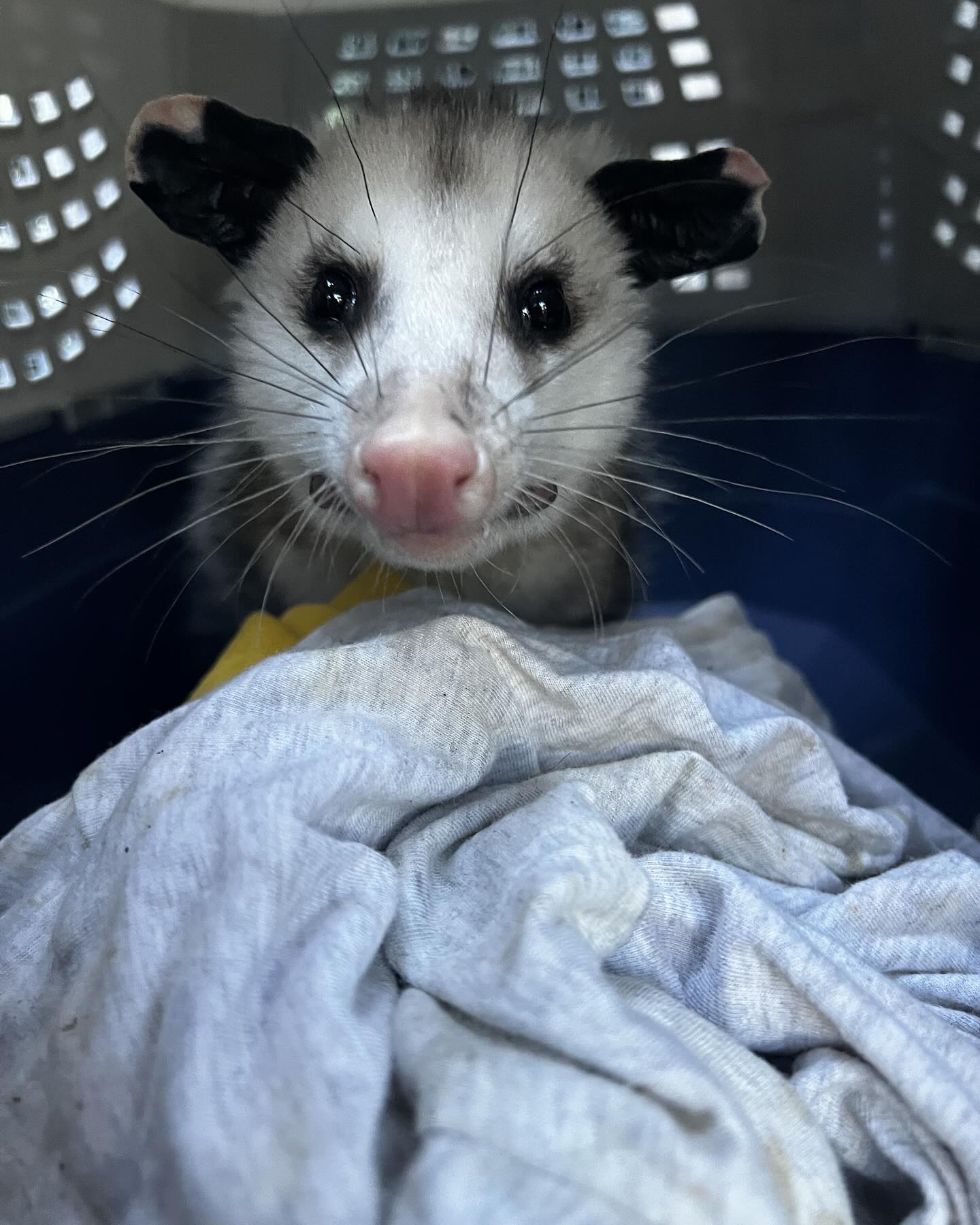 *The-more-you-know Thursday*
In December of 2024, a WERC transport volunteer responded to a call about an opossum taped up in a box on the side of the road. Inside the box with the opossum was a blanket, food and cat litter. At this same time, we were also made aware of a poster that was listing “Free Potty Trained Opossums”.
This incident is horrifying in many ways. First and foremost, it is against the law for anyone without a permit to take care of wildlife, let alone keep them as pets. Secondly, opossums, as well as other native wildlife, have very specific dietary needs. If they do not have these needs met, negative health repercussions can affect the animal rapidly. We are happy to report this particular opossum has been doing well and we are seeing no obvious health concerns but this outcome could have been very different if not caught in time.
If you find wildlife in need, ALWAYS call a permitted wildlife rehabilitation center or permitted rehabber immediately. If the animal is injured, sick or orphaned, time is of the essence! A specific treatment plan needs to be provided efficiently and effectively for them to have a second chance at a wild life.
If you see any illegal actions happening with wildlife, you can also call CDFW’s hotline: 1 888 334-CALTIP (888 334-2258)
If you need injured, orphaned or sick wildlife, please call WERC at (408)779-9372
#werc #wildlife #opossum #ca