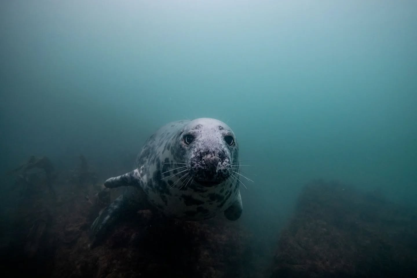 Another seal from the weekend. Came away with more photos than I can expected and still have more to edit.
#ukdiving #ukwildlife #underwater #underwaterphotography #underwaterworld #padi #photo #photographer #nikon #nikoncreators #nauticam #diving #photographer