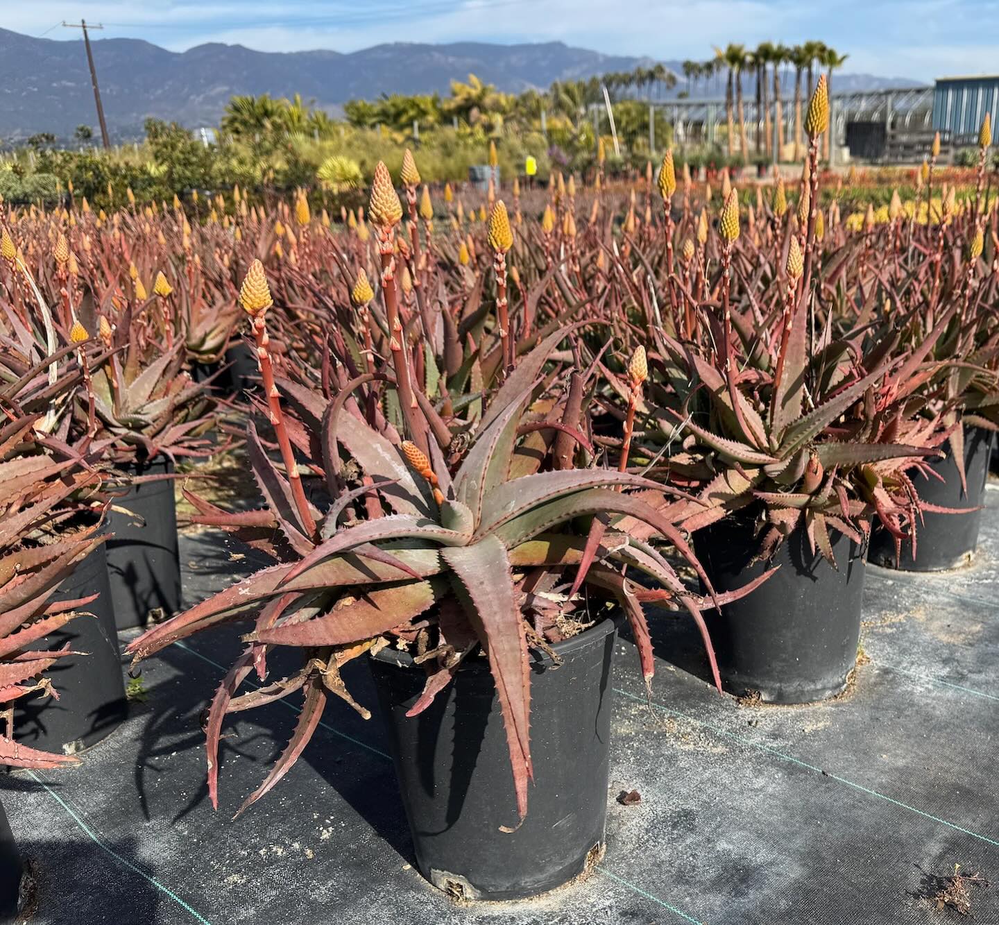 #SucculentSunday - Add spectacular color to your fall & winter gardens with the blooms from Aloe Moonglow.
Expected Growth: 2-3 feet tall by 2 feet wide
Currently 5 gallons at West Covina Nurseries.
Place your order today!
(805) 964-8270