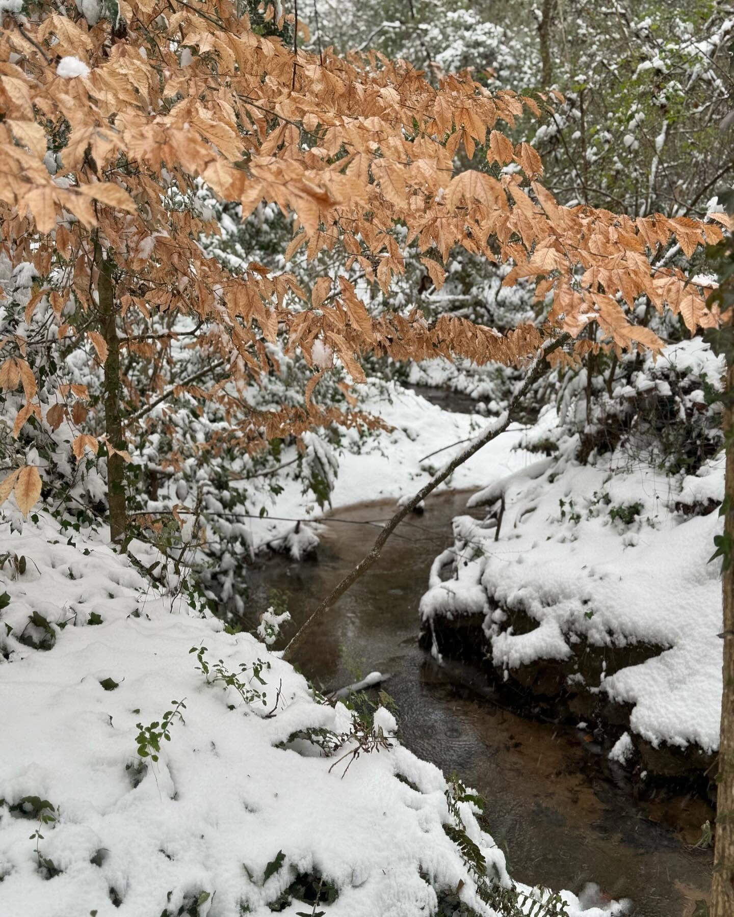 ❄️✨ A Winter Wonderland at Forty Oaks Nature Preserve! ✨❄️
Nature gifted us a magical blanket of snow today, transforming Forty Oaks into a serene winter wonderland. 🌨️ The snow-covered trees and glistening stream create the perfect backdrop for enjoying the beauty of the season.
Experience the charm of Forty Oaks in the snow! 📸❄️
Let’s cherish these moments and remember the importance of preserving this natural treasure for all seasons to come. 🌿💙
#FortyOaksNaturePreserve #WinterWonderland #SnowDay #PreserveNature #CommunityAndConservation #clarkstonga #fortyoaks