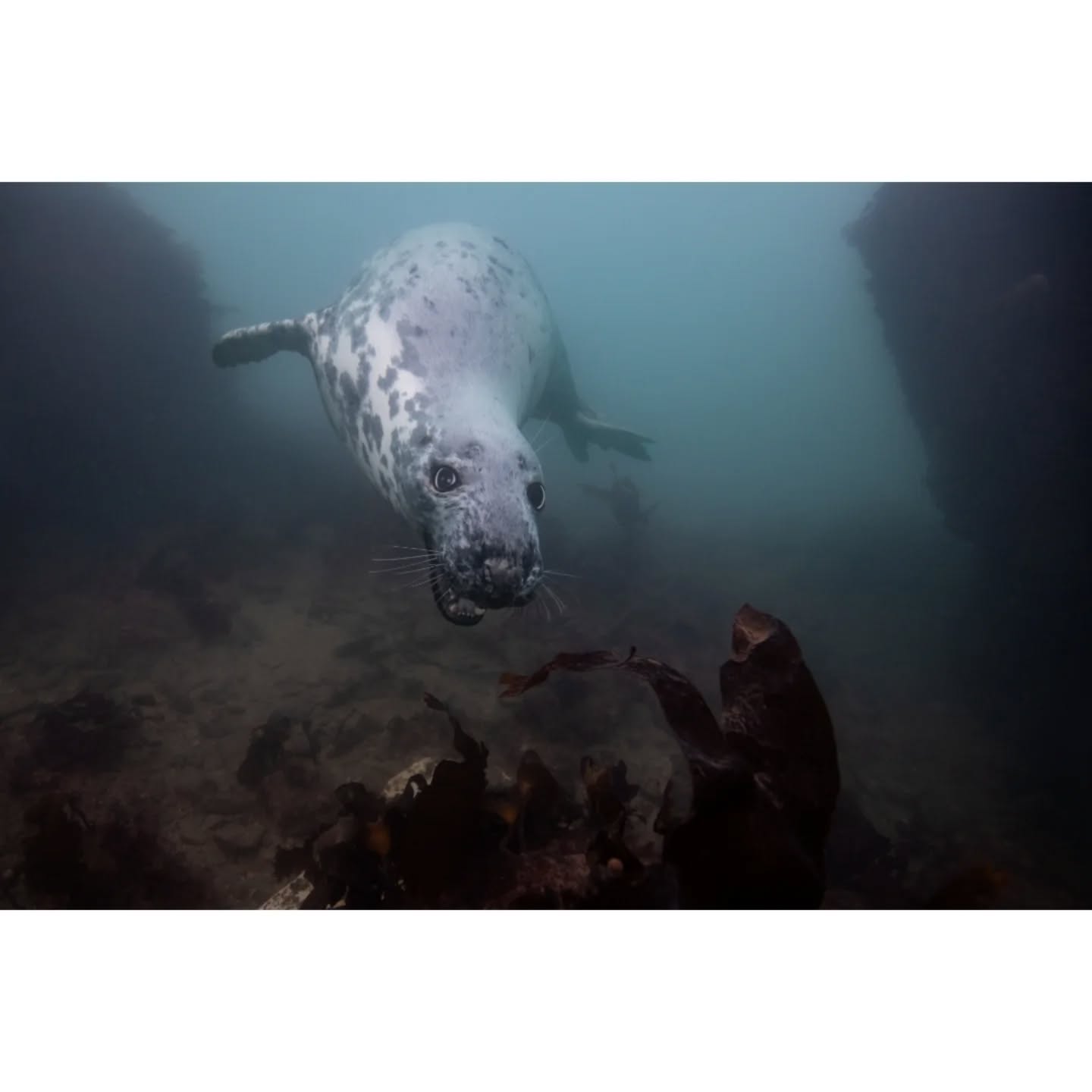 Been diving over the weekend with @aaronsanders_photography. Had some very friendly visitors. Never been this close with any before
📷:Nikon D850, 16-35mm
#wildlife #underwaterphotography #underwater #photographer #photography #seals #underwaterworld #underwater #nauticam #ocean #ukwildlife #diving #ukdiving