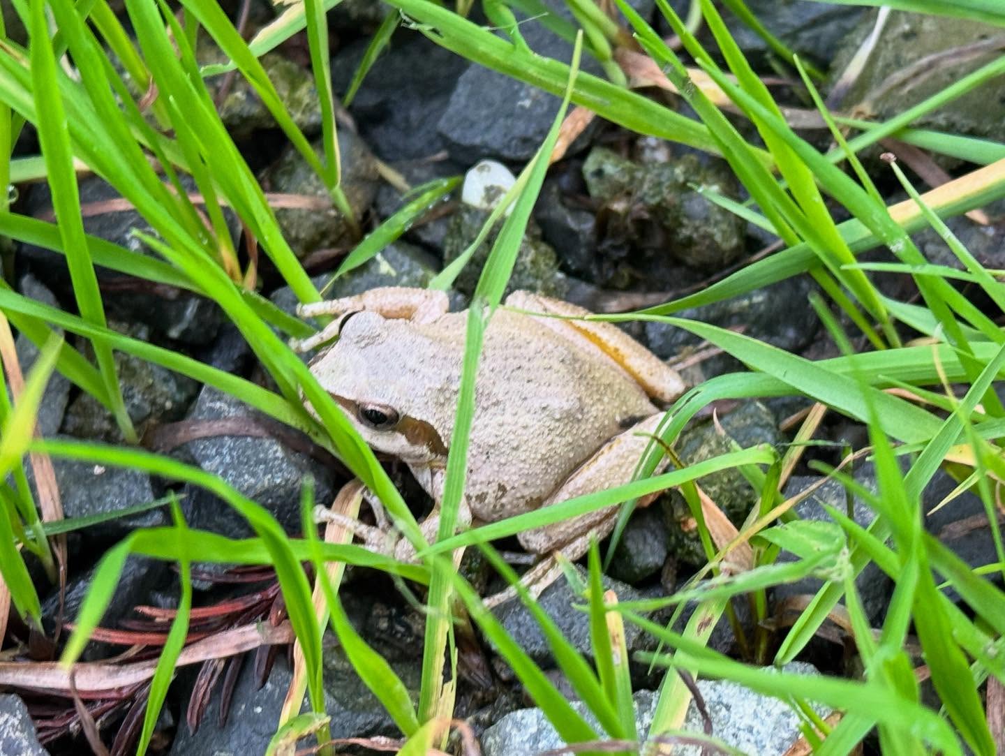 Entering the new year with gratitude!
Last week WERC got a call about a frog that had hitched a ride with a local community member from her camping excursion in Sonoma County. She wanted to know the best course of action for this hitchhiker, also was requesting if we could ID the species for her.
Before we could call her back- she called in the evening, we called back the next morning- she had already driven the little one back to his home turf. A round trip of 4+ hours was a truly heart warming action and we wanted to share this story of kindness. Let’s all bring that kind of care into 2025
Also, pictured is a Sierran Treefrog
#wildlife #frogs #sierrantreefrog #kindnessmatters