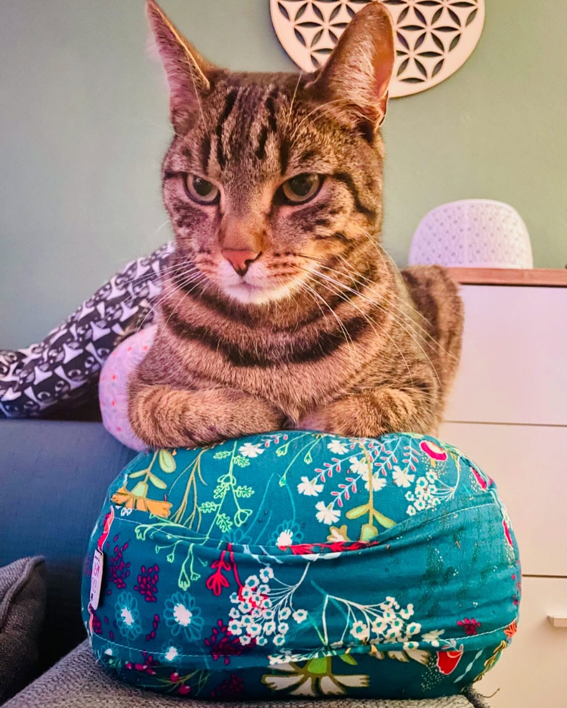 📸 Mein kleiner Yoga-Buddy liebt meinen Bolster genauso sehr wie ich! 🐾🧘♀️
Während ich auf der Matte entspanne, macht es sich meine Katze auf meinem Bolster gemütlich – wohl der beste Test für Komfort, oder? 😻
Wenn du auch Lust auf dieses gemütliche Bolster hast (Katze optional 😅), schau mal bei @goldwerkschliersee vorbei, mit dem Code SOULFULYOGA erhaltet ihr direkt 7% Rabatt – und vielleicht wird es ja auch der Lieblingsplatz deines Haustiers!
🎶 “You’ve Got a Friend in Me” – denn mit dem richtigen Bolster und einem schnurrenden Freund ist jede Yoga-Praxis ein Highlight!
#YogaLove #CatApproved #AffiliateLink #YogaBolster #EntspannungPur #yoga #füssen #yinyoga #therapy4you