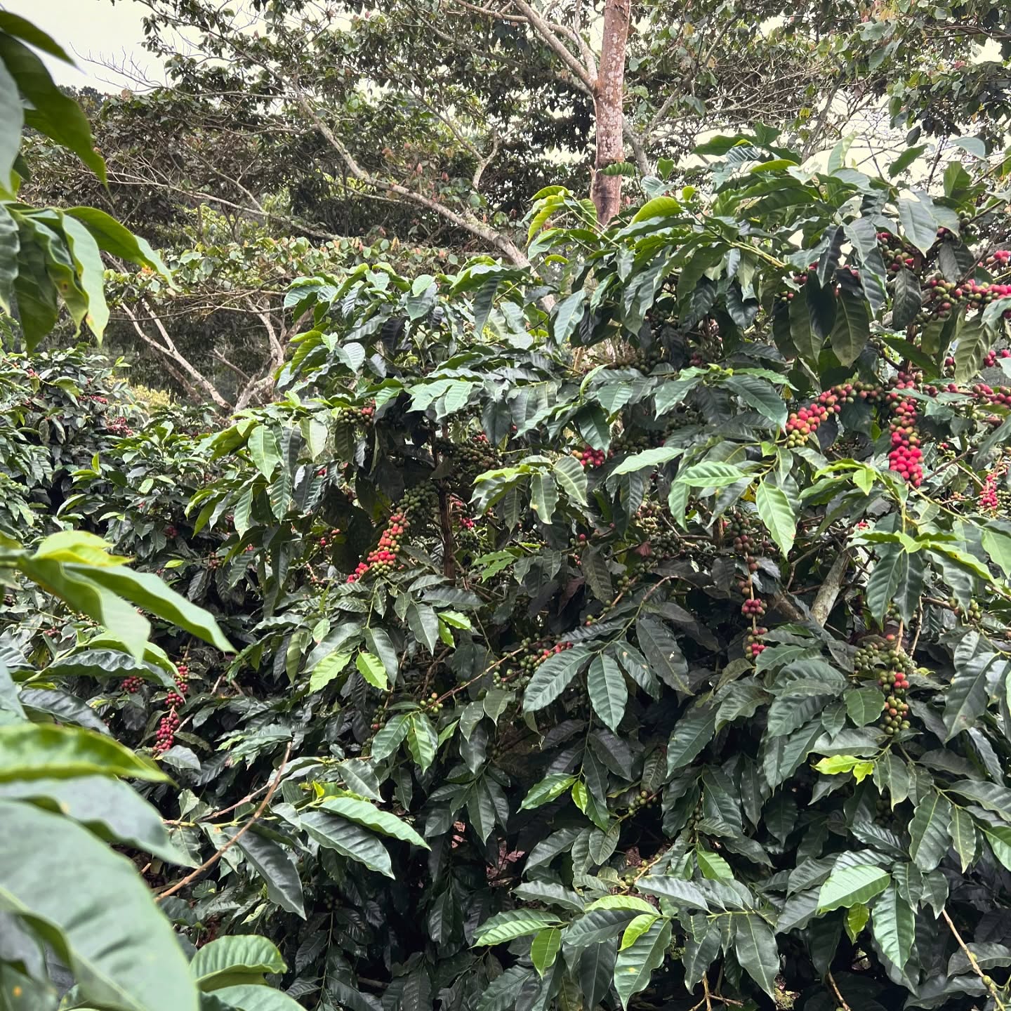 While 80% of our lovely coffee plants are still unripe, there are some plots with more access to sunlight that are about to get harvested!
Our anaerobic reactors are shining bright and ready to start producing their amazing funkiness!✨☕️❤️#cosecha2025 #elgigantecoffee #guatemalancoffee #guatemalancoffees #specialtycoffee #sca #anaerobic