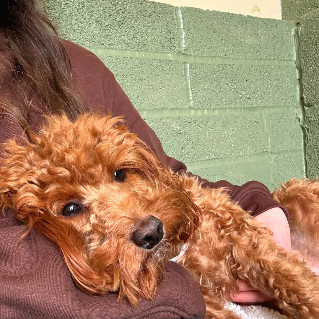Penny brings the cuteness overload 😍💕
#snuggletime #cockerpoo #cockerpoolove #dogboardingbusiness #luxurydogboarding