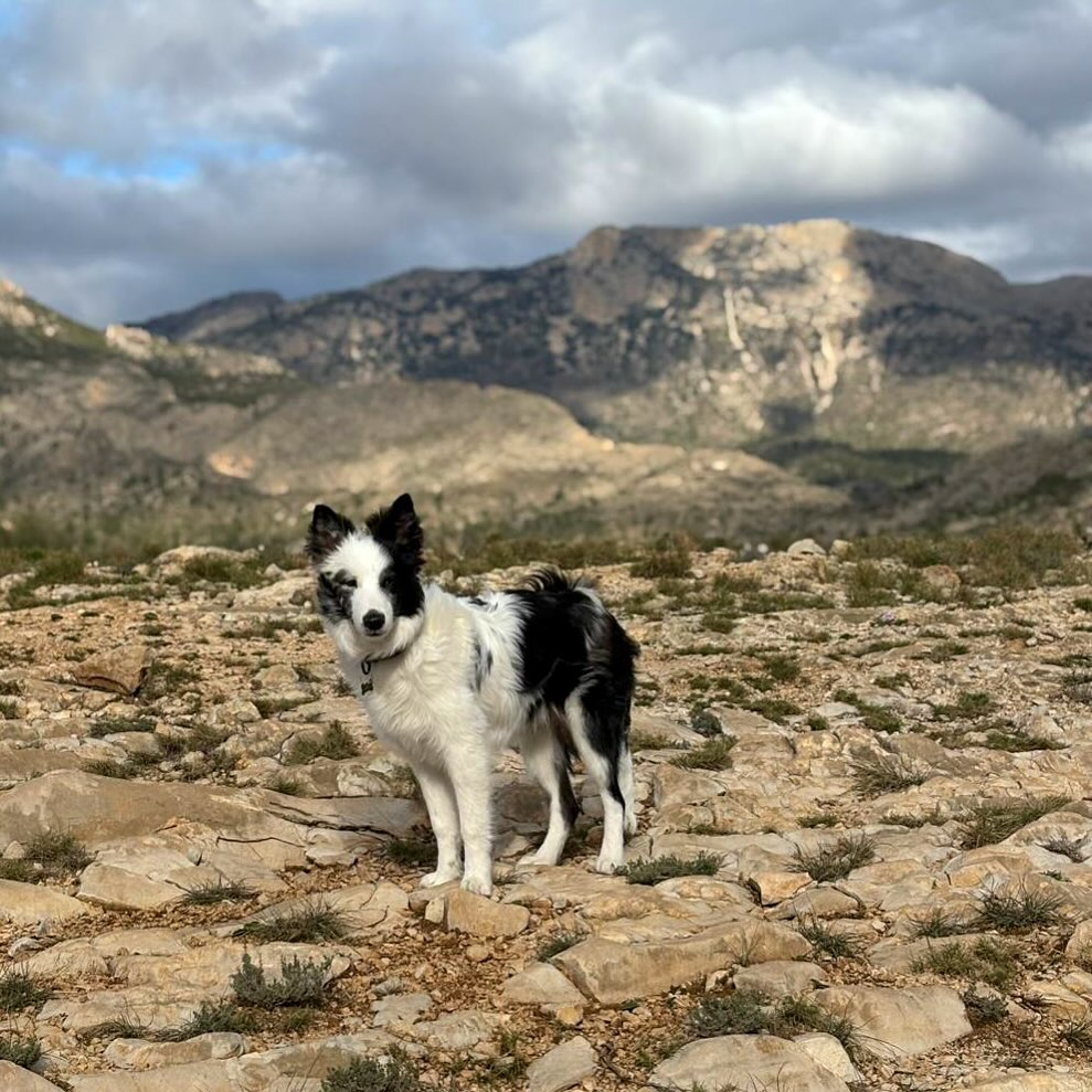 🥰 Andrea de Alicante nos comparte cómo está Odys, cerca de sus 7 meses 🐶🐾
El border collie es sin duda un compañero ideal y fiel para esos días de senderismo o ruta por la montaña 🏔️
Que felices somos al ver estas fotos 😍❤️
✂️———
#border #bordercollie #bordercolliemerle