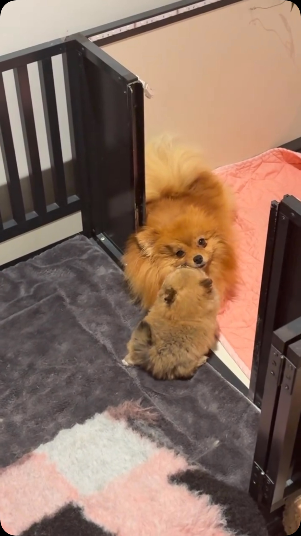 The love between mom and her daughter😍 #pomeranian #pomeranians #pomeranianpuppy #pomeranianlife #pomeranianlove #pomeranianlovers #pomeraniandogs #pomeraniangirl #pomeraniangrooming #pomeranianboy #puppy #puppylove #puppylife #puppiesofinstagram #puppygram #puppyoftheday #cutegirl #cutebaby