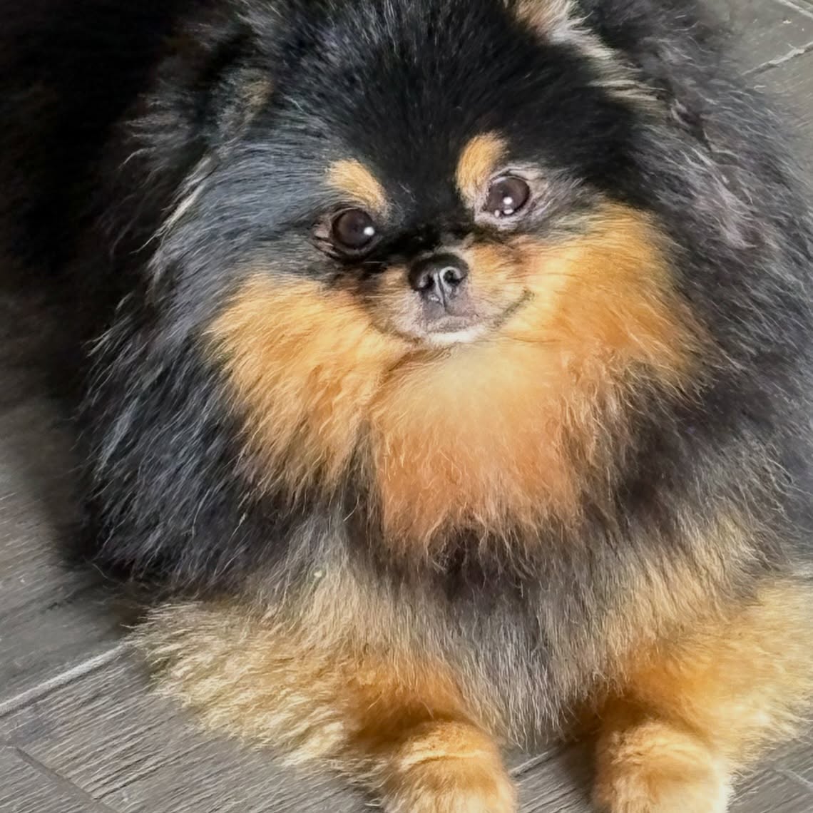 Mercedes ♥️ #pomeranianpuppy #pomeraniangirl #pomeranianlover #pomeranianofinsta #fluffydog #cutedog #cutedogs #cutedogsofinstagram #blacktanpom #blackandtan #blackandtanpomeranian