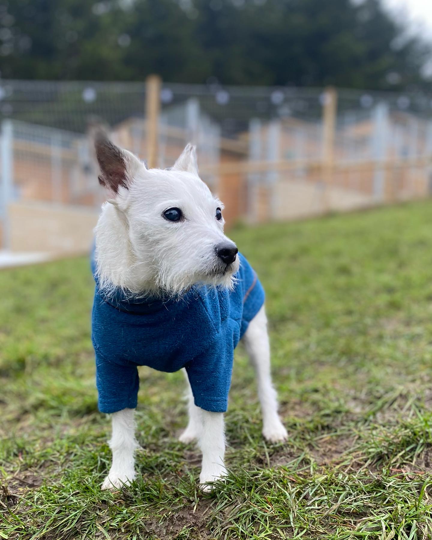 Brr! 🥶 It’s cosy jumper season for our furry guests 🐾
#chillydays #dogsinjumpers #dogboardingbusiness #dogboarding #yorkshiredogs