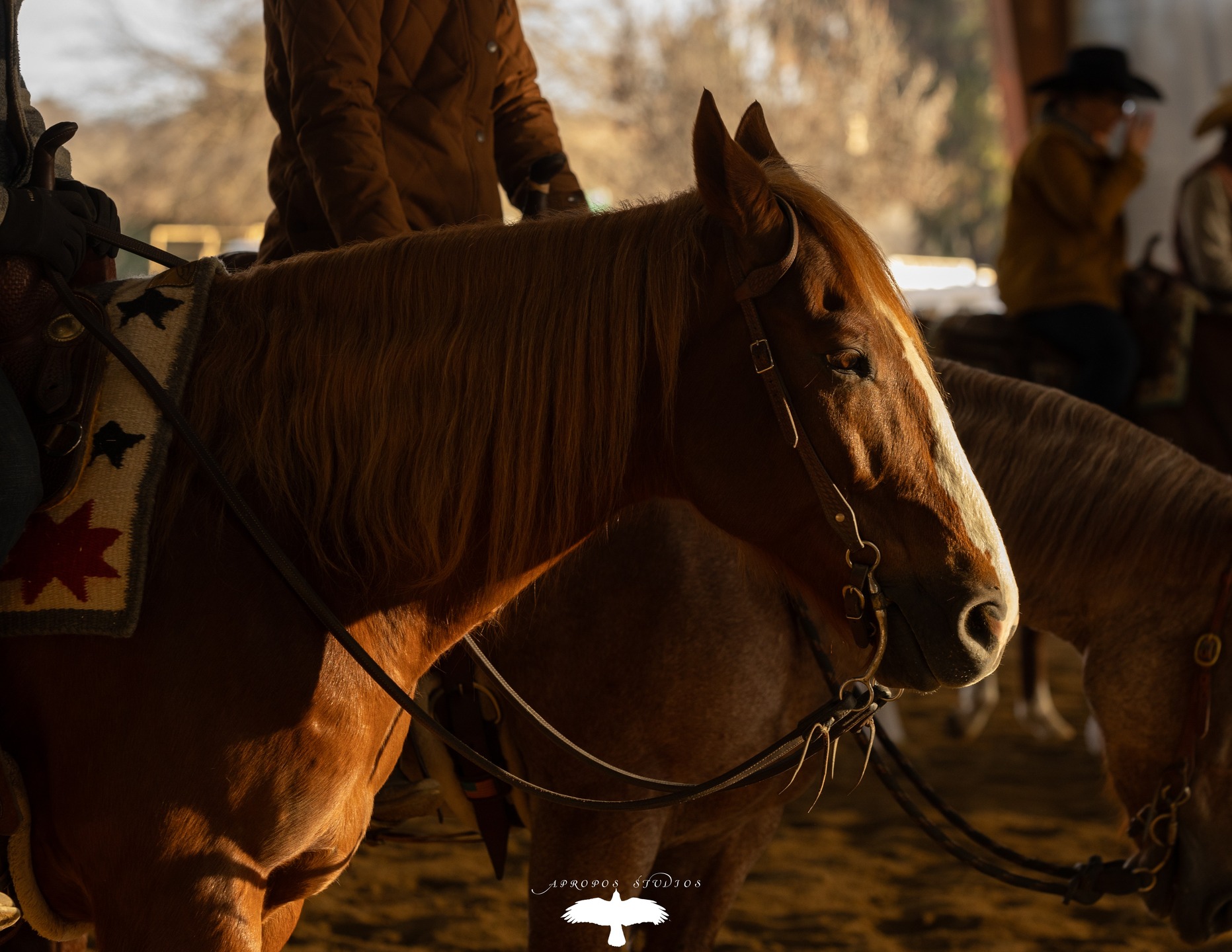 Central Coast Cutting horses candids! #cccha #candids #equine