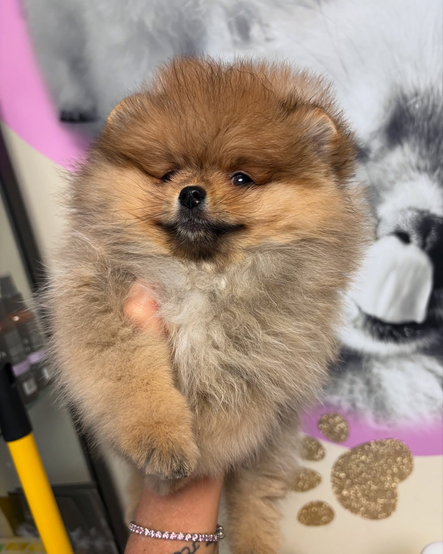 Mollie, ons kleinste poppemie. Het ga je goed in je 6* huisje ♥️. Danku mama Karen en papa Olivier om dit kleine pareltje een gouden leven te bieden. #pomeranianpuppy #pomeranians #pomeraniangirl