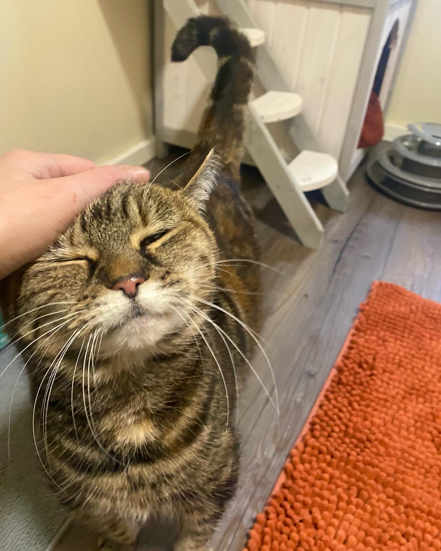 More cuddles with this cutie 💕
#cathotel #cathotelyorkshire #catlovers #tabbycatsrock #luxurycattery #catterycat #catsonholiday
