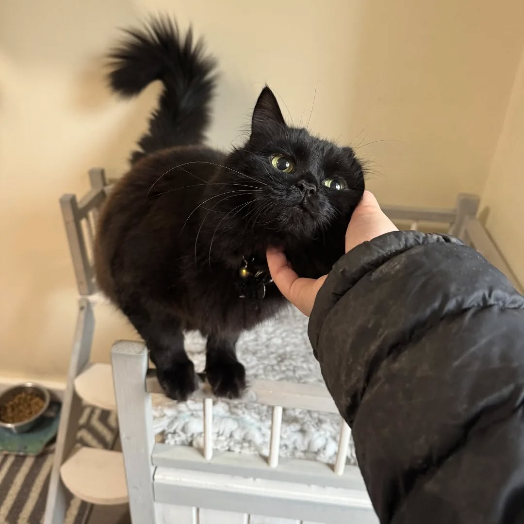 We love seeing our furry guests so relaxed and happy 😽😽🐾 #cathotel
#catsonholiday #blackcatsofinstagram #blackcatsrule #catlover #luxurycattery