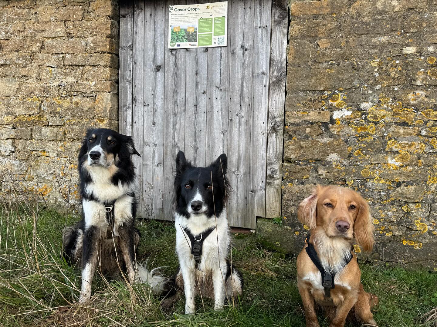 Had a couple of stops on our walk today. The first one was to read the new sign put up by @overburyenterprises and the second one was just to chill out and breathe 🧘 #overburyenterprises #chilleddogs #blueskyagain