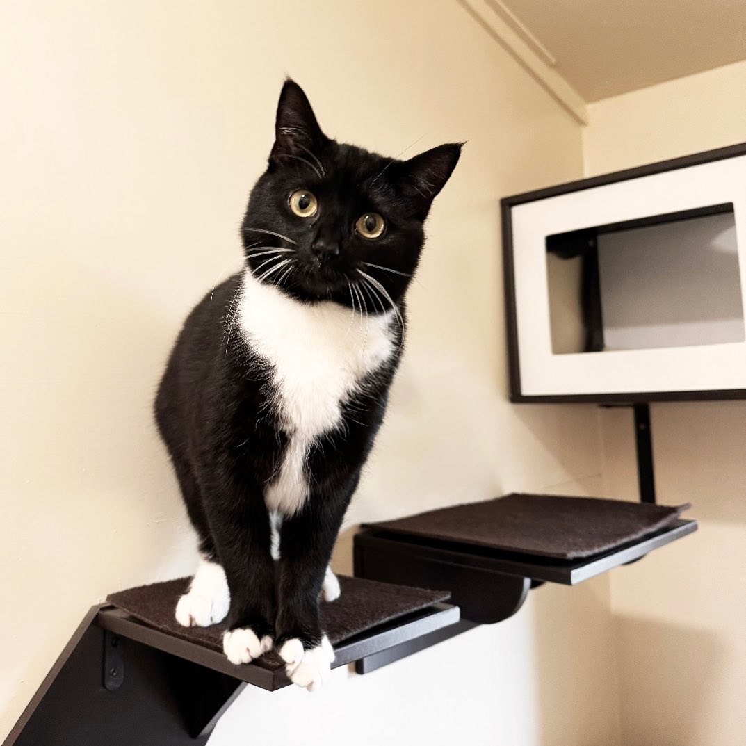 It’s Friday I’m in love ❤️❤️
Happy Valentines Day!
#catlovers #catonashelf #catboarding #cathotel #tuxedocat #cutecat