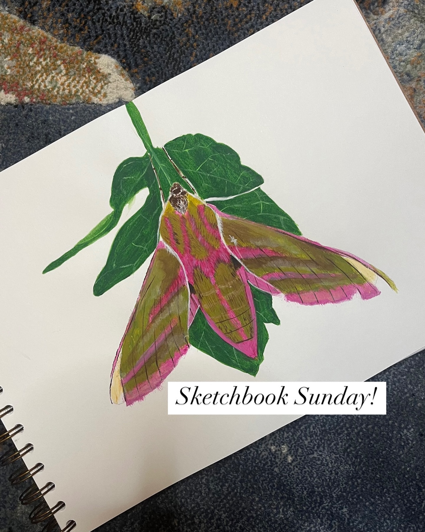 Sketchbook Sunday!
Here is a painting of an Elephant Hawk-Moth found in my parents greenhouse a few years ago 😍
#elephanthawkmoth #moth #painting #acrylicpainting #art #artwork #sketchbook #sketchbooksunday