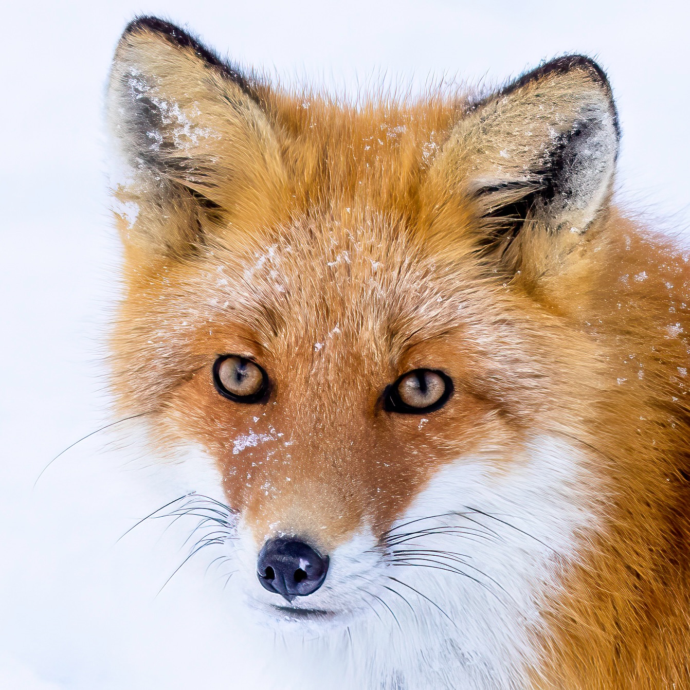 Hello Mr Kitsune 🦊
I'll be back in Hokkaido soon to spend some time with you, some eagles and cranes. Please make sure the vending machines are stocked with hot coffee. See ya soon ✌️ shot with Sony A7RIV with 100-400GM