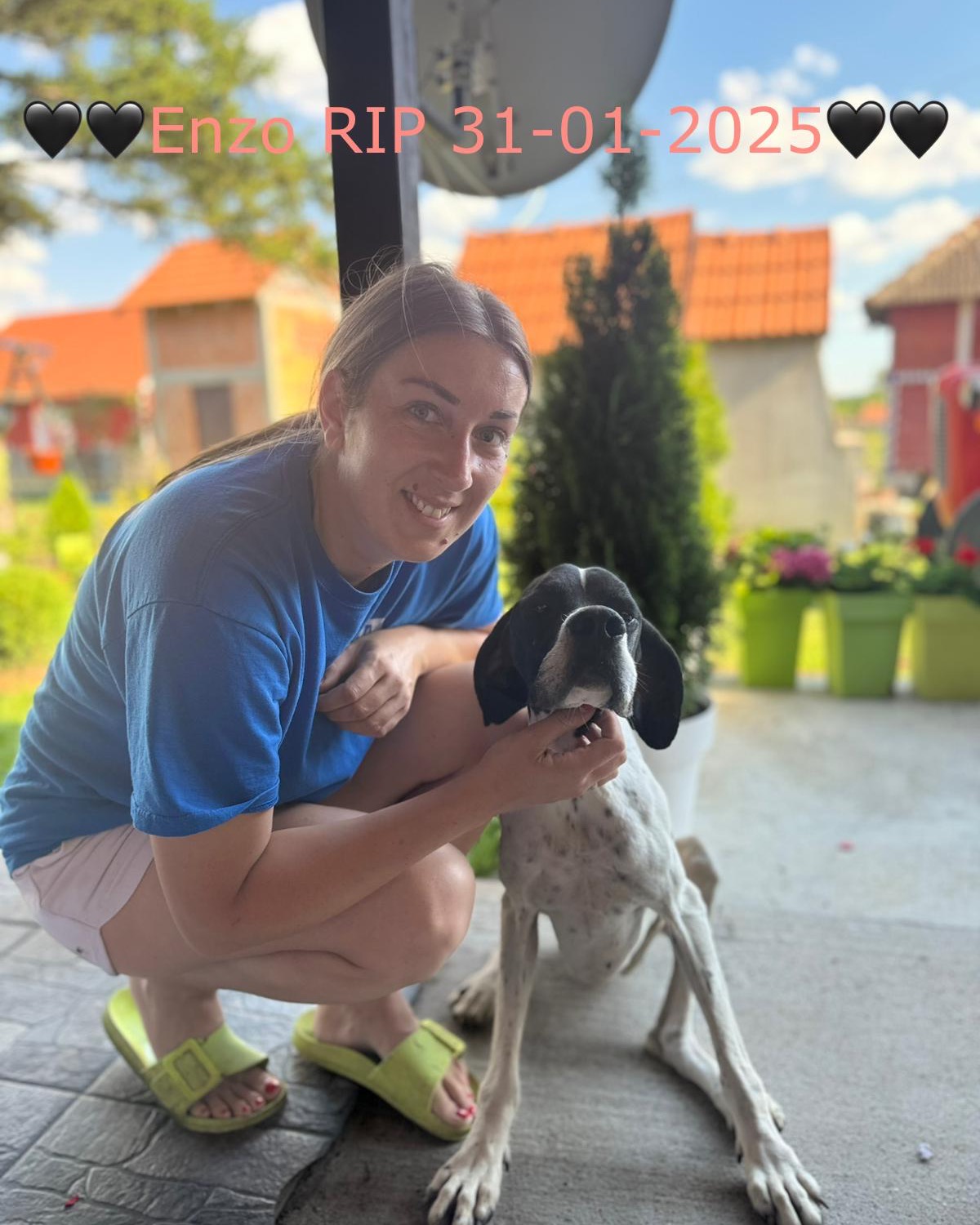Early this morning there’s a message on my phone..........
It’s Ivana telling me we have lost another poor soul….💔🖤
It’s Enzo. Poor Enzo will leave a hole behind in the hearts and lives of Ivana and her family.
And of course also with us.
As you maybe remember Enzo was diagnosed with Lympho cancer in December 2023.
Ivana and her family immediately offered to take Enzo in their home for the last part of his life. ❤️❤️
Nobody could predict how long that would be.
Enzo peacefully walked over the rainbow bridge in his sleep last night.🌈
Dear Enzo run free with all your friends on the other side.❤️
Ivana and your family, many, many thanks for all the love, care and Enzo could experience in this last part of his life.❤️❤️❤️
🖤🖤Enzo RIP 31-01-2025🖤
#dontshopadopt#gspoftheday #gspcommunity#germanshorthairedpointerlovers #germanshorthairedpointerlovers #pointerlovers #gspcommunity #pointerlove #germanshorthairedpointer #birddog #pointersofinstagram #gsprescue #gspworld #gsp #gsplife #gsploverig #gsplovers #gspsofinstagram #gspuniverse @lydia_lidach #rescuedog #rescuedogsofinstagram #rescuedismyfavoritebreed#deutschkurzhaar