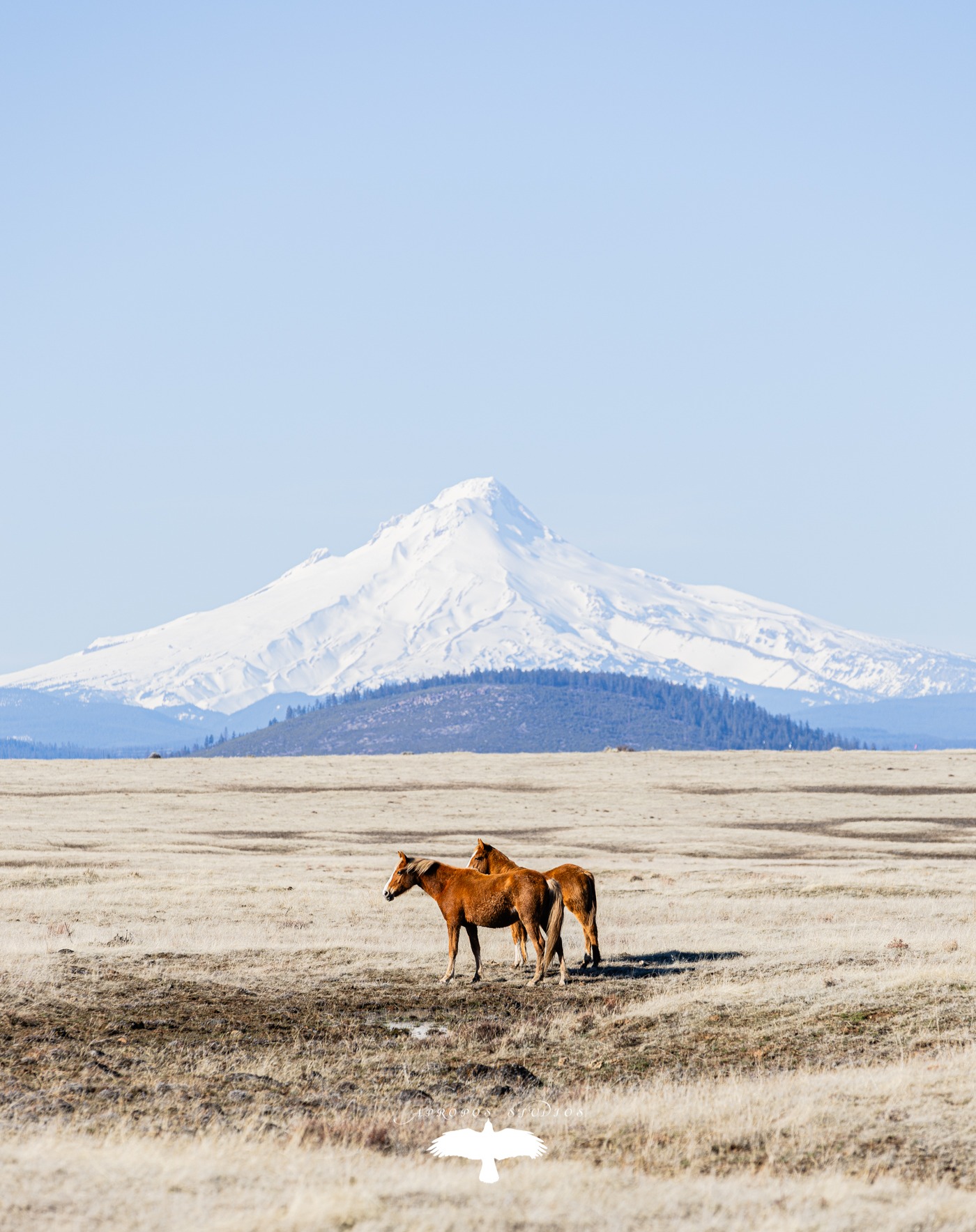 Visiting my besties up in Oregon! On the journey home from Portland we stopped to see some of the Reservation horses just off the road outside of Mt. Hood! Such a beautiful landscape!
#Oregon #oregonlife #mthoodterritory #hood #mountains #reservations #warmsprings