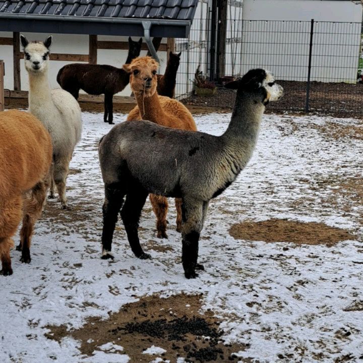 Winterpause...unsere Alpakas sind noch etwas irritiert. Wo bleiben nur die Gäste? Sie halten erstmal Ausschau. Vroni hat sich dafür etwas Heu als Proviant mitgenommen. Na dann, guten Appetit.