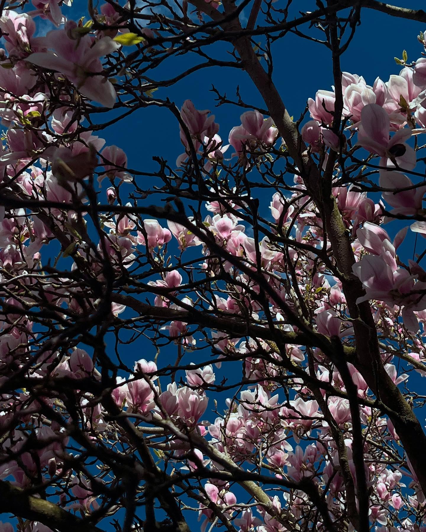 I wish you could smell this picture 🌼