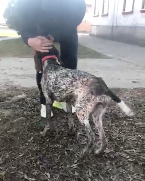 ❤️ How is Mona doing? ❤️
We are very happy, because after her major operation on 30-01-25, Mona is recovering well! 🥰
She still gets pain relief, but she eats and drinks well, is happy and content and as you can see in the video, she has already started her rehabilitation. 👍
Now she still walks a bit wobbly and uncertain, but as the muscles that take over the function of the removed hip joint become stronger, she will walk more and more stable.
She will stay in the Pet Clinic for a while and soon we will hear when she can go to Ivana.
You can also see in the video what a sweetheart of a dog she is; a wonderful, lovely GSP!
#dontshopadopt#gspoftheday #gspcommunity#germanshorthairedpointerlovers #germanshorthairedpointerlovers #pointerlovers #gspcommunity #pointerlove #germanshorthairedpointer #birddog #pointersofinstagram #gsprescue #gspworld #gsp #gsplife #gsploverig #gsplovers #gspsofinstagram #gspuniverse @lydia_lidach #rescuedog #rescuedogsofinstagram #rescuedismyfavoritebreed#deutschkurzhaar