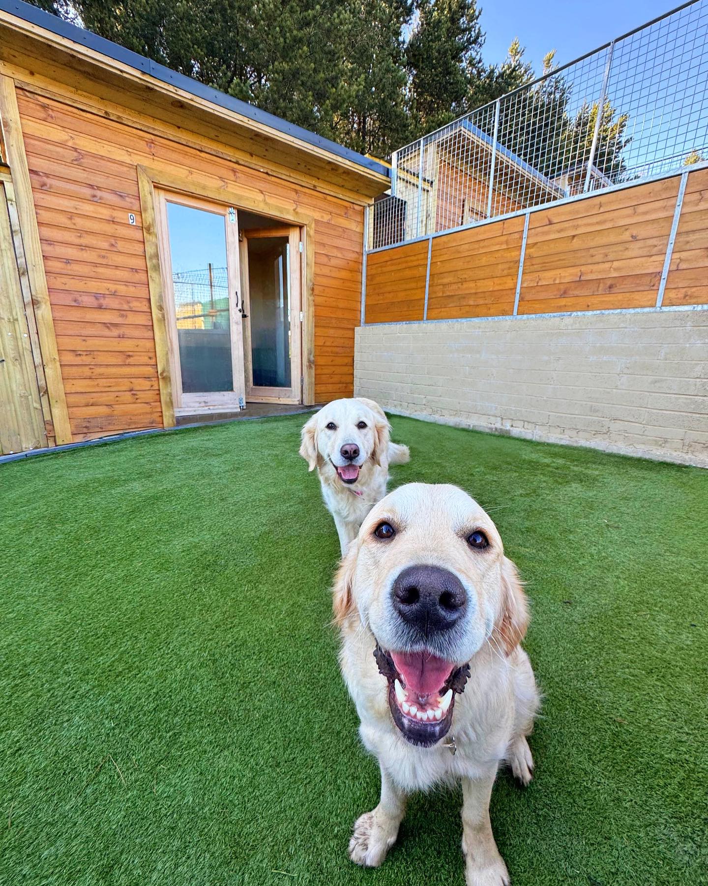 Just look at those faces! 🤩 Our spacious dog boarding lodges have tonnes of space both inside and out with their own private garden area, perfect for families to share 🏡🐾
#dogsholidaytoo #luxurydogboarding #dogboardingbusiness #dogwalking #doglovers #goldenretrieverlovers #goldenretriever