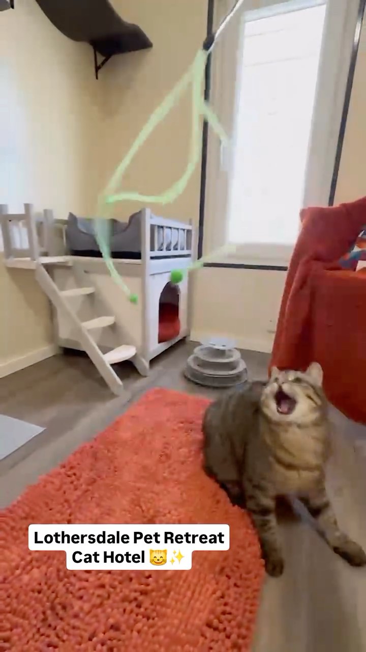 Relaxing, playing, watching wildlife... just some of the things your feline friends could be enjoying at our Cat Hotel!🐱🦋🧡
#cathotel #catlover #catterycat #watchingwildlife #relaxing #playing #cattery #catloversclub