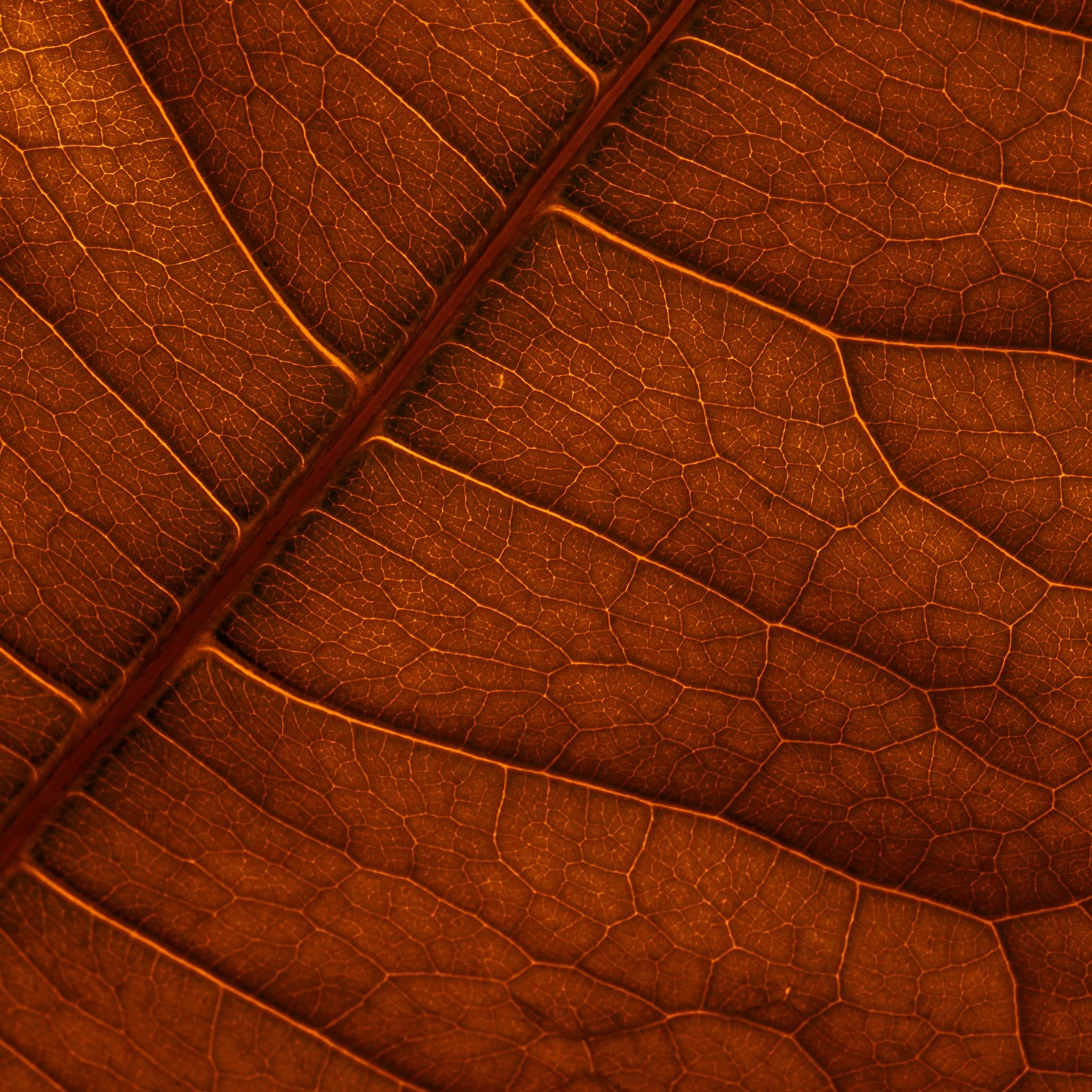 Fine et discrète, la nervure guide la croissance de la feuille, lui donne sa forme, sa solidité. Elle relie, alimente, soutient.
Vue de loin, elle se fond dans l’ensemble. De près, elle révèle une organisation précise, presque architecturale.
Un projet suit la même logique. Derrière chaque grande idée, il y a des fondations invisibles mais essentielles. Des choix, des ajustements, une structure qui porte l’ensemble.
Observer le détail, c’est comprendre ce qui fait la force d’une vision. Car c’est dans ce qui semble fragile que se cache souvent la vraie résistance.