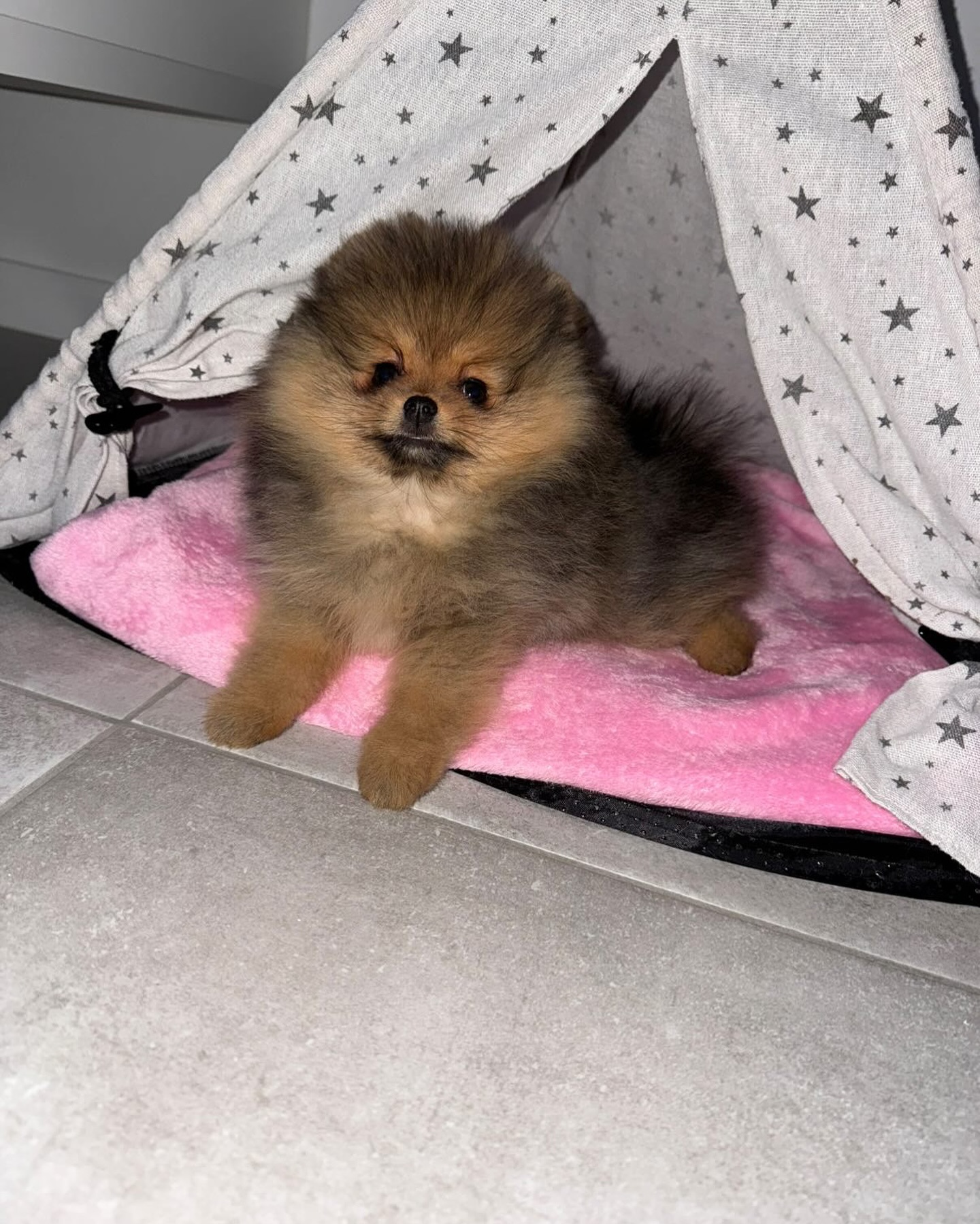 Stormi is doing so well in her new home ♥️ #pomeranianpuppy #pomeraniangirl #pomeranians #pomeranianpup #cutedog